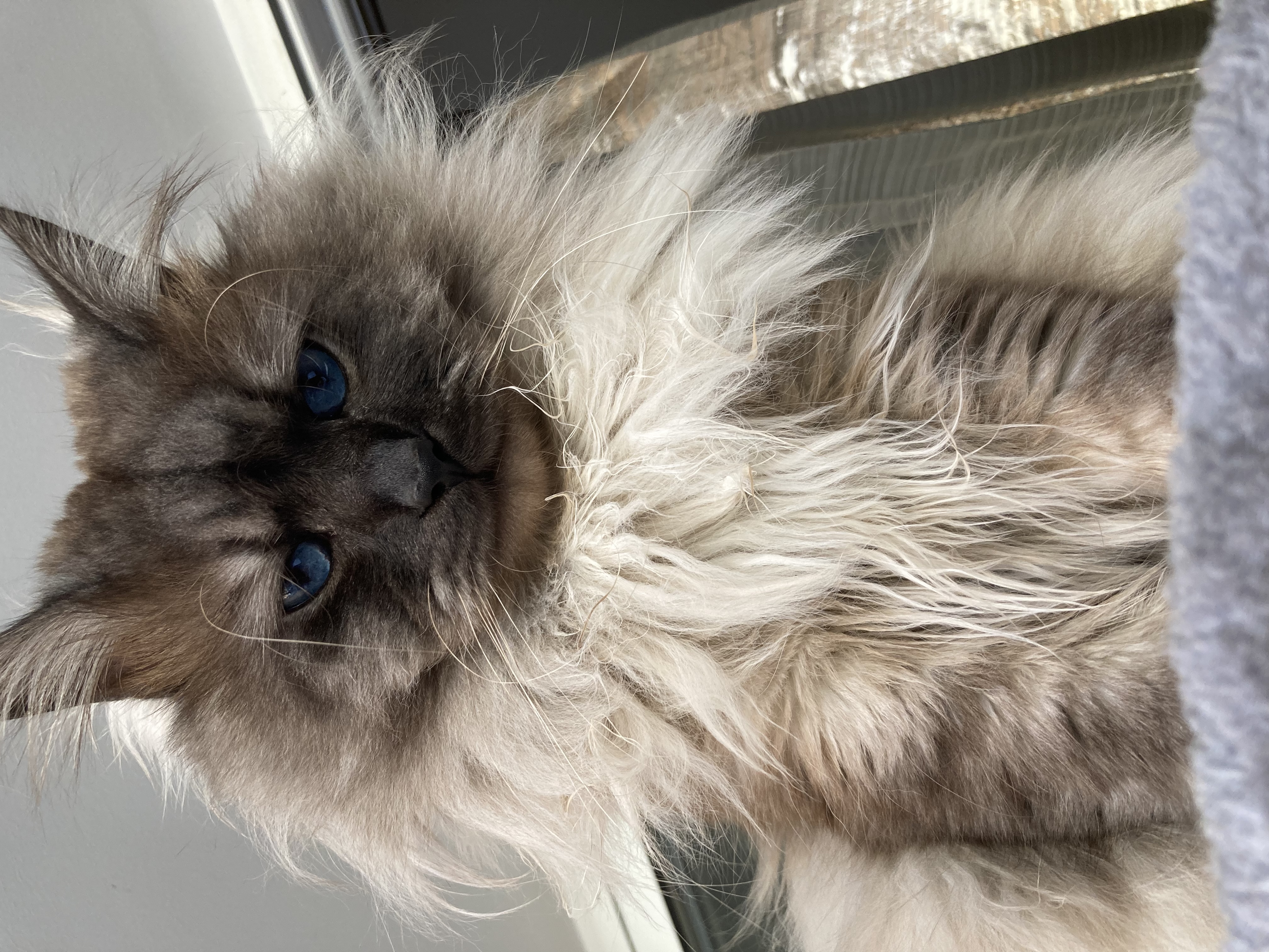 CH. Neva Crystal Quincy