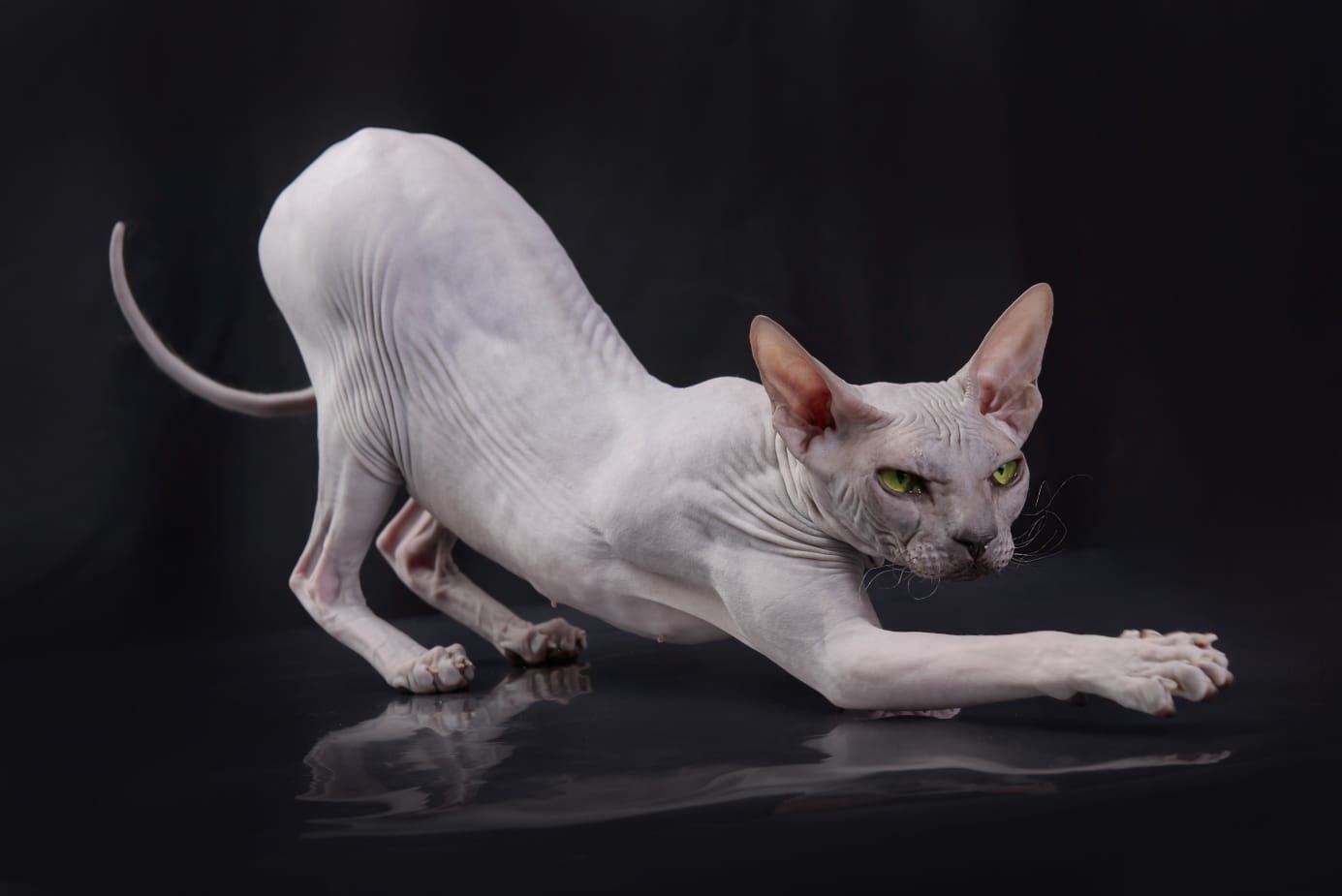 Magic Constellation Cleopatra