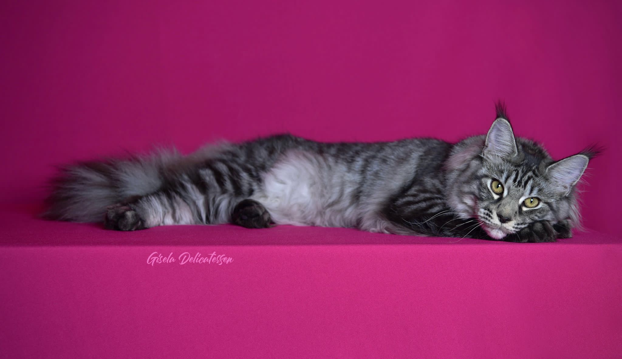 Alhambracoon Venus -E