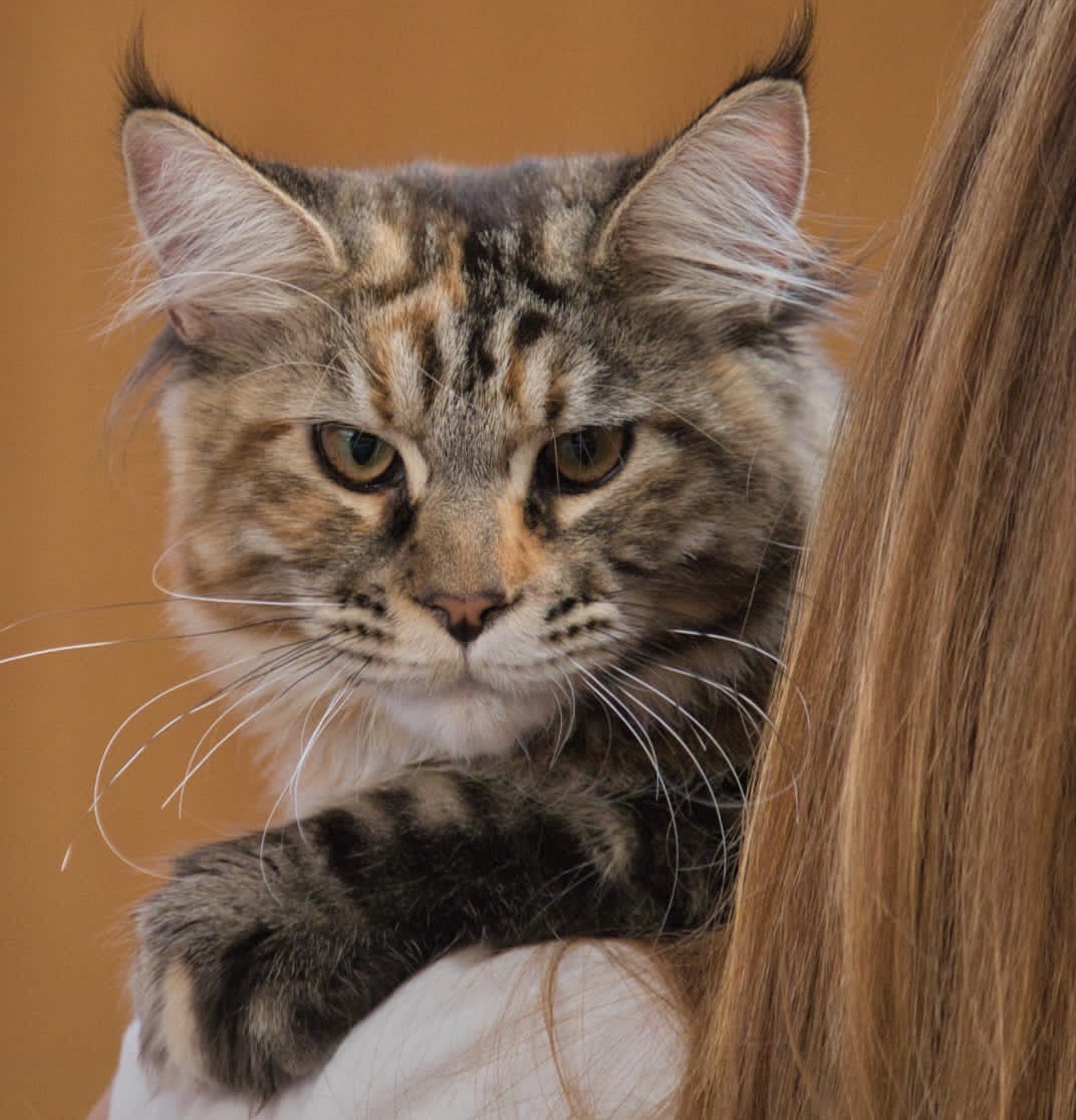 Alhambracoon Serena -E