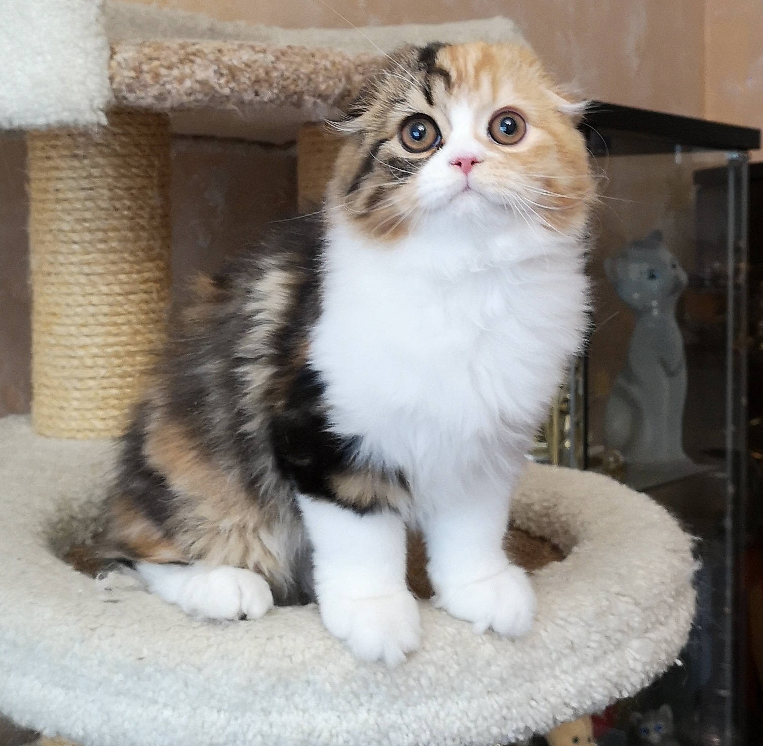 Purrtyfold Panda
