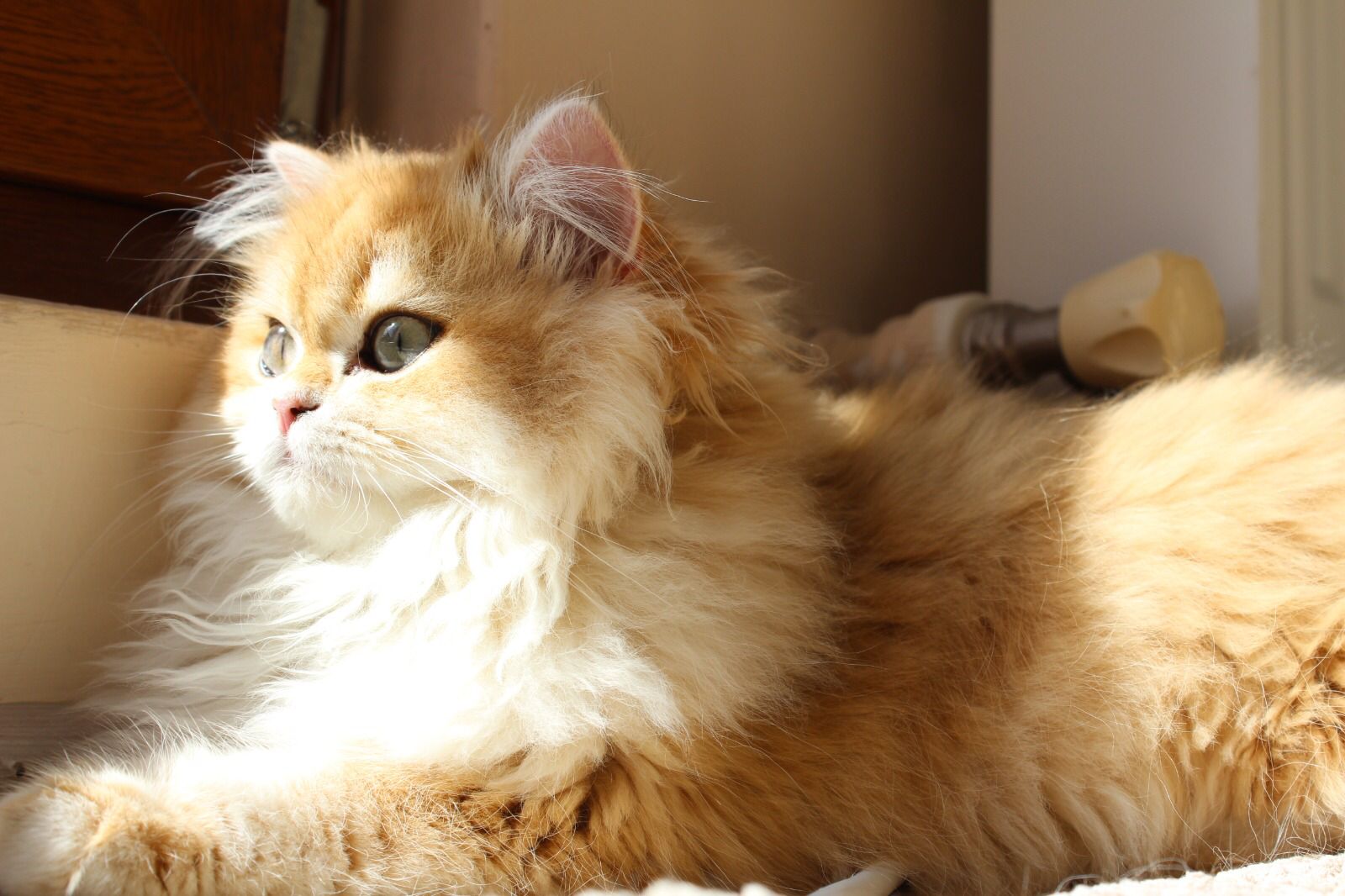 CH. AmberPaws Gloria Gucci