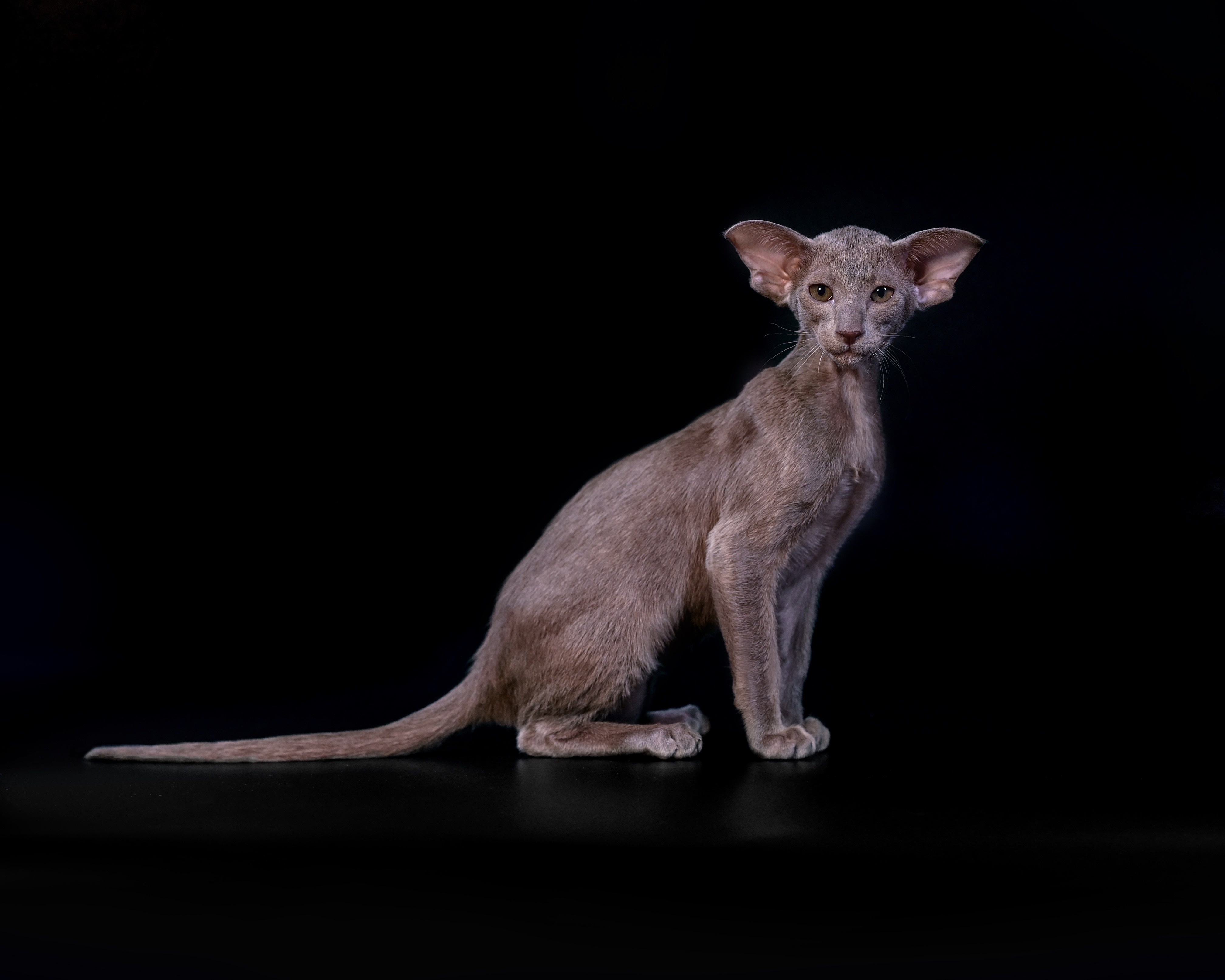 Nikita Kianu LotusOri