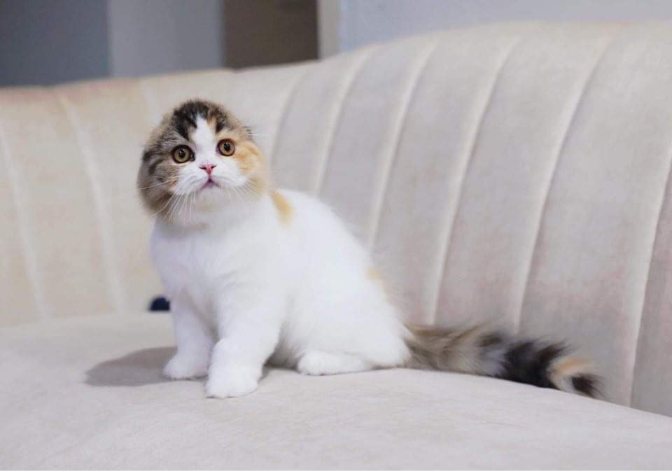 JCH. Golden Force’s Fiona