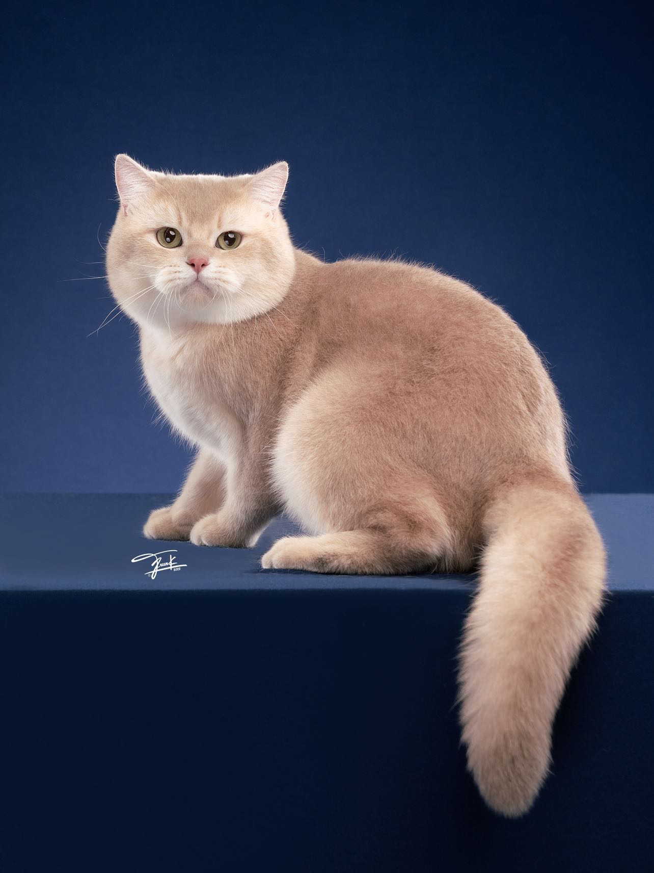 CH. Euphony Be Better