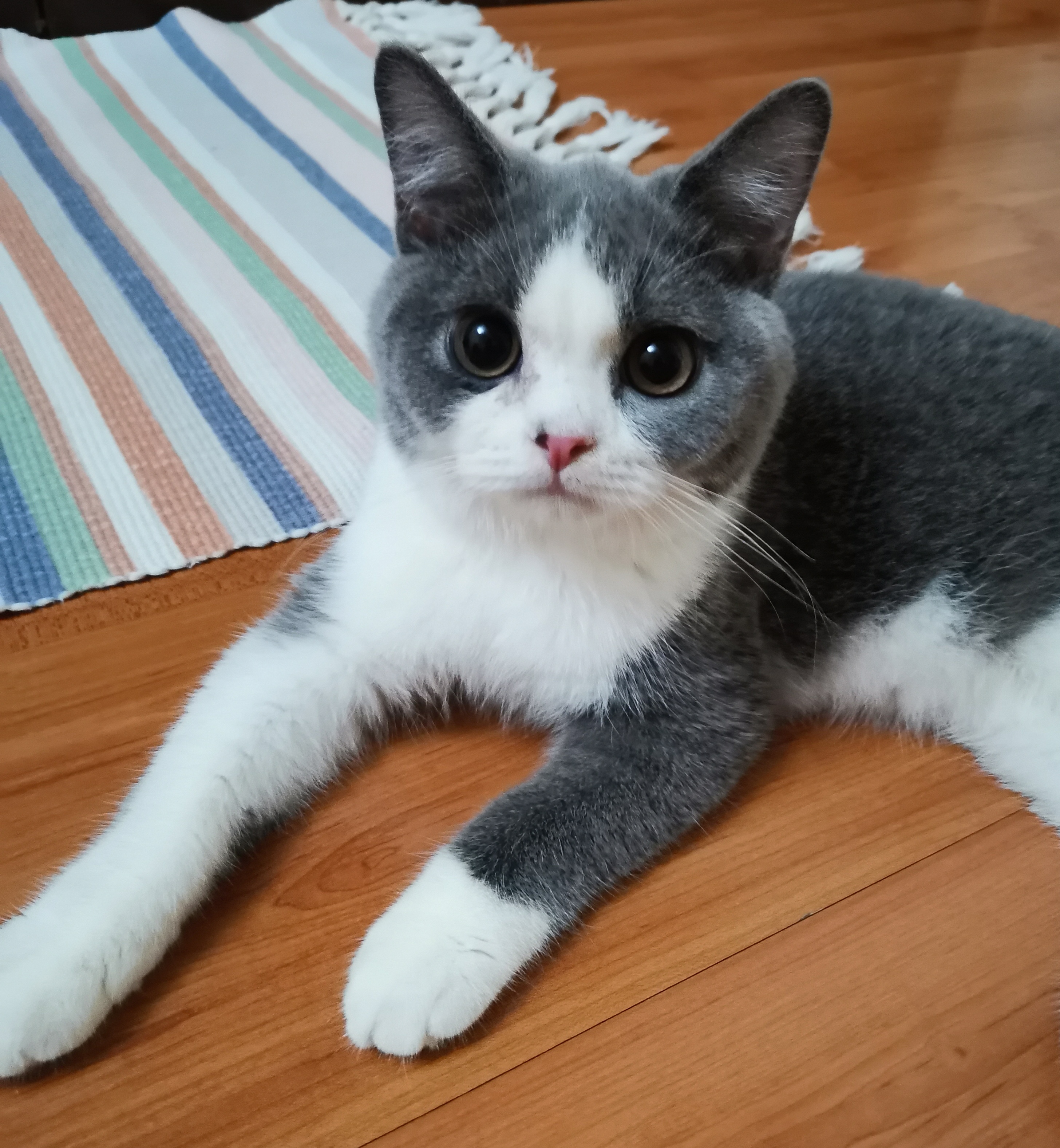 BLU