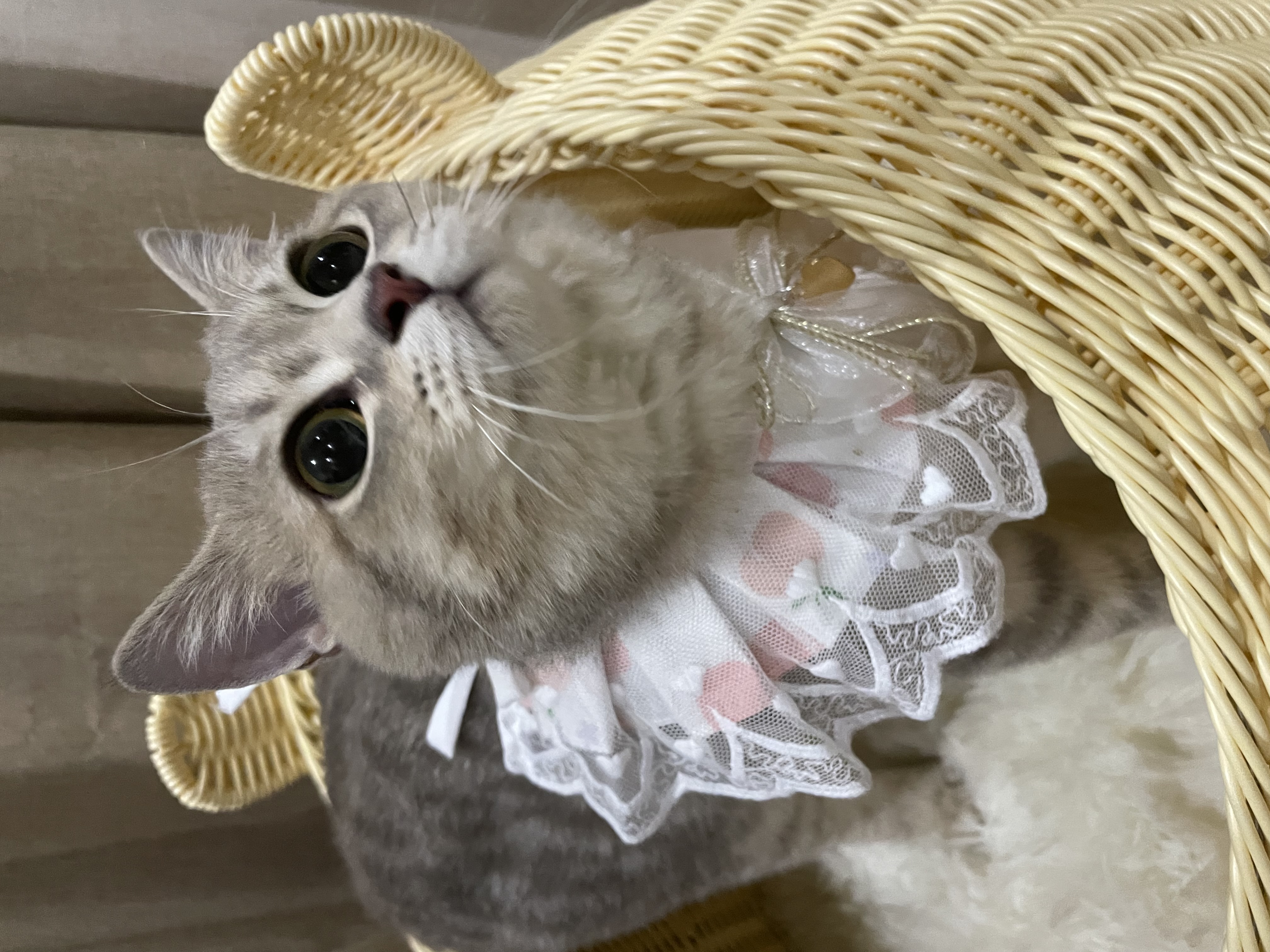 Le Aurore Doree's Forest