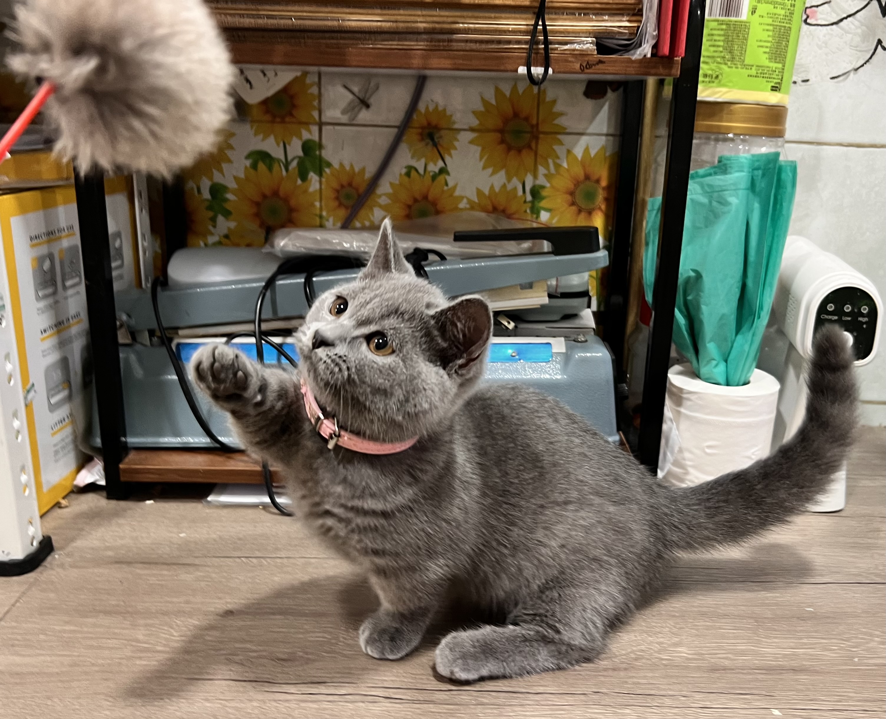 PAWSOME PET TAI'S RAINY