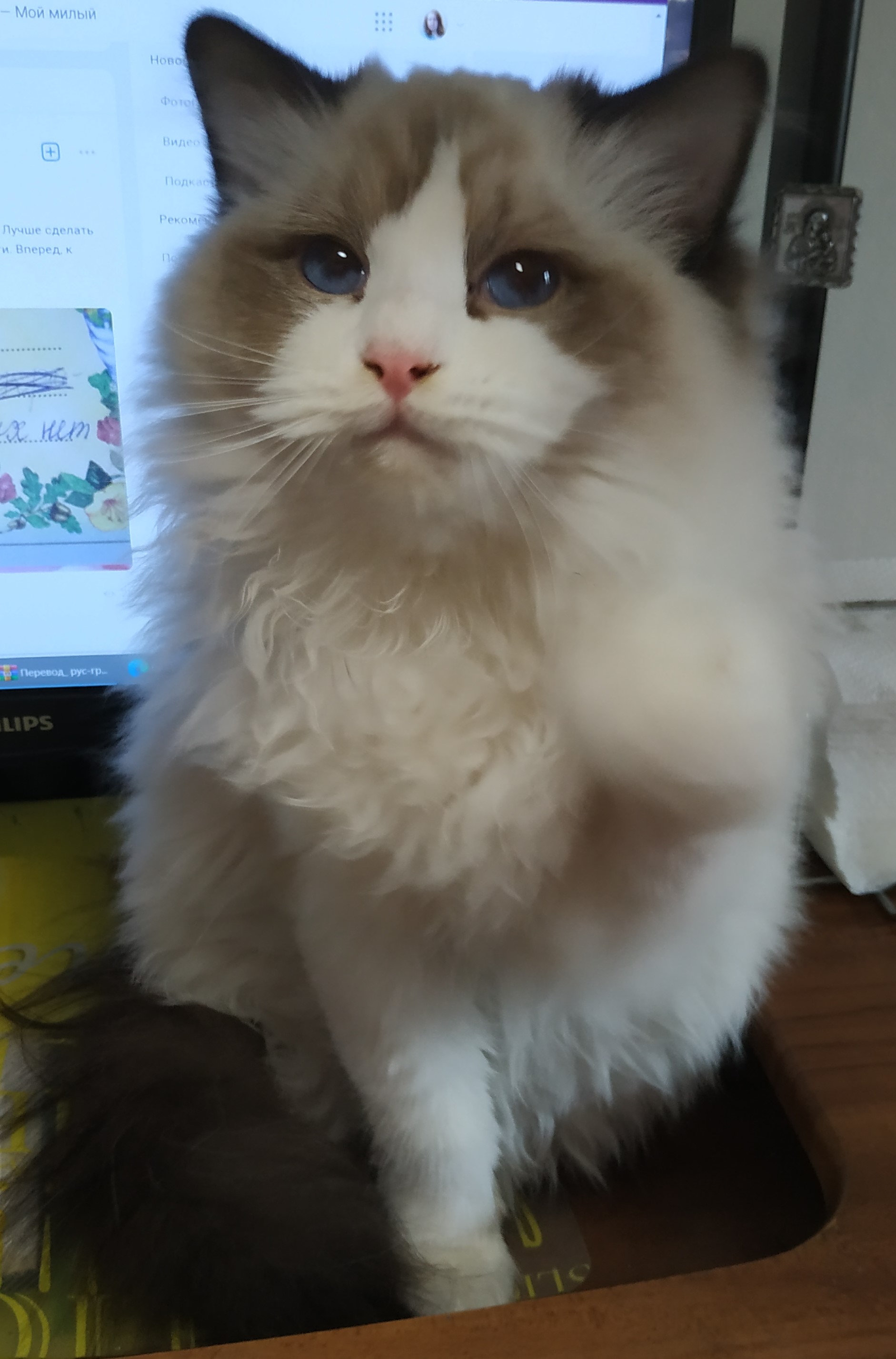 GR* Perla Dolls Black Caviar