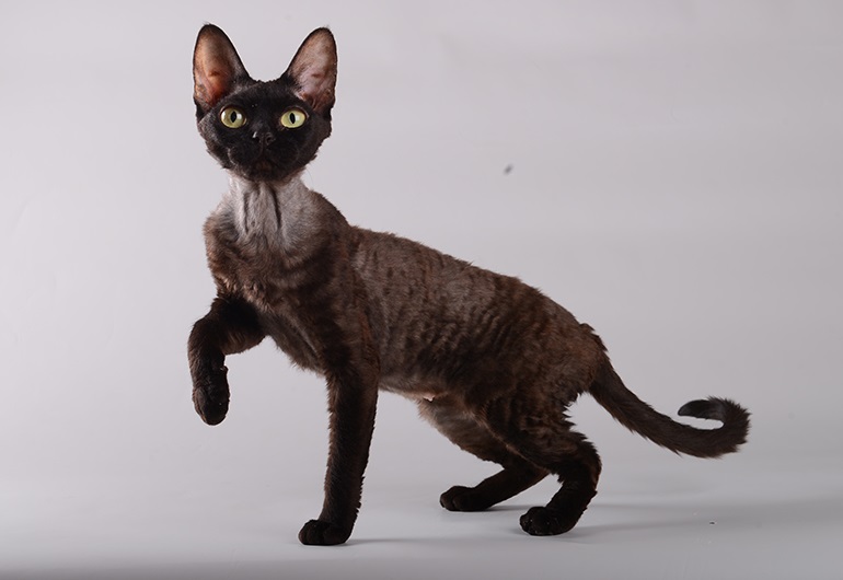 CH. Solomeya Made-in-Ufagrad*RU