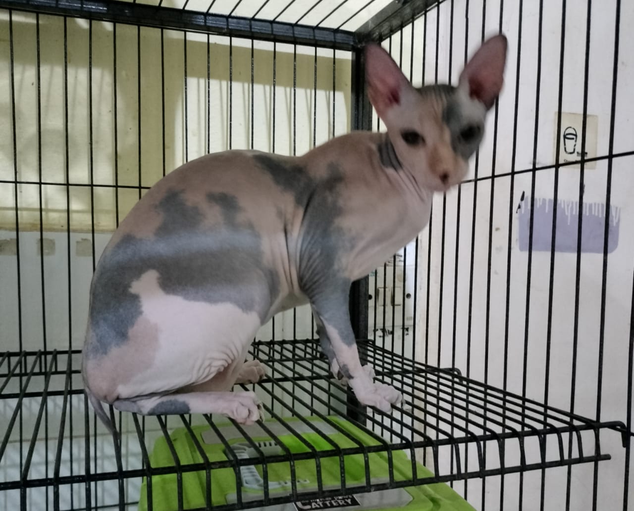 ADLIBRUNO'S CICI MELLYA