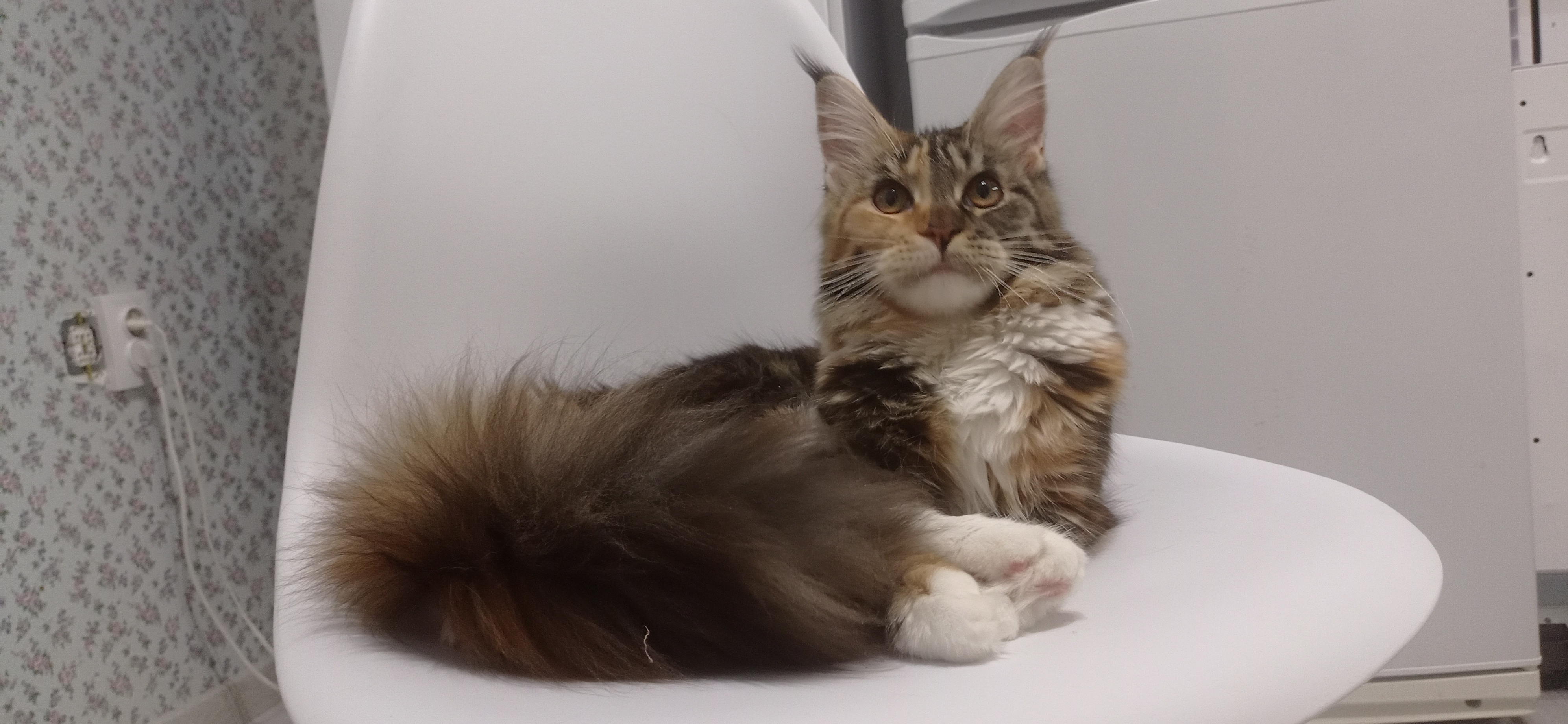 Dushechka Knyaz Gedymin