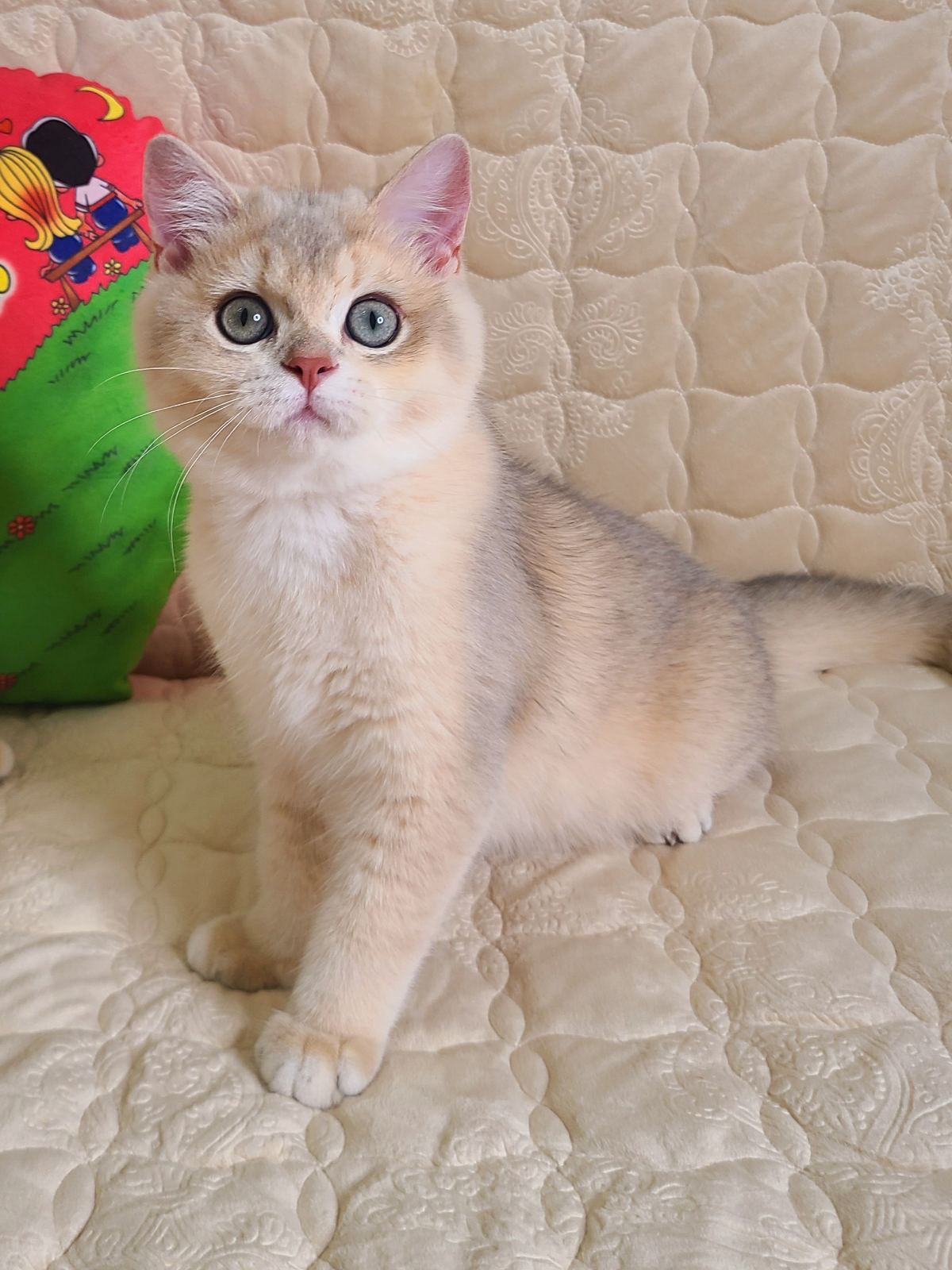 CH. CH. Caesar the Lion Rozalinni