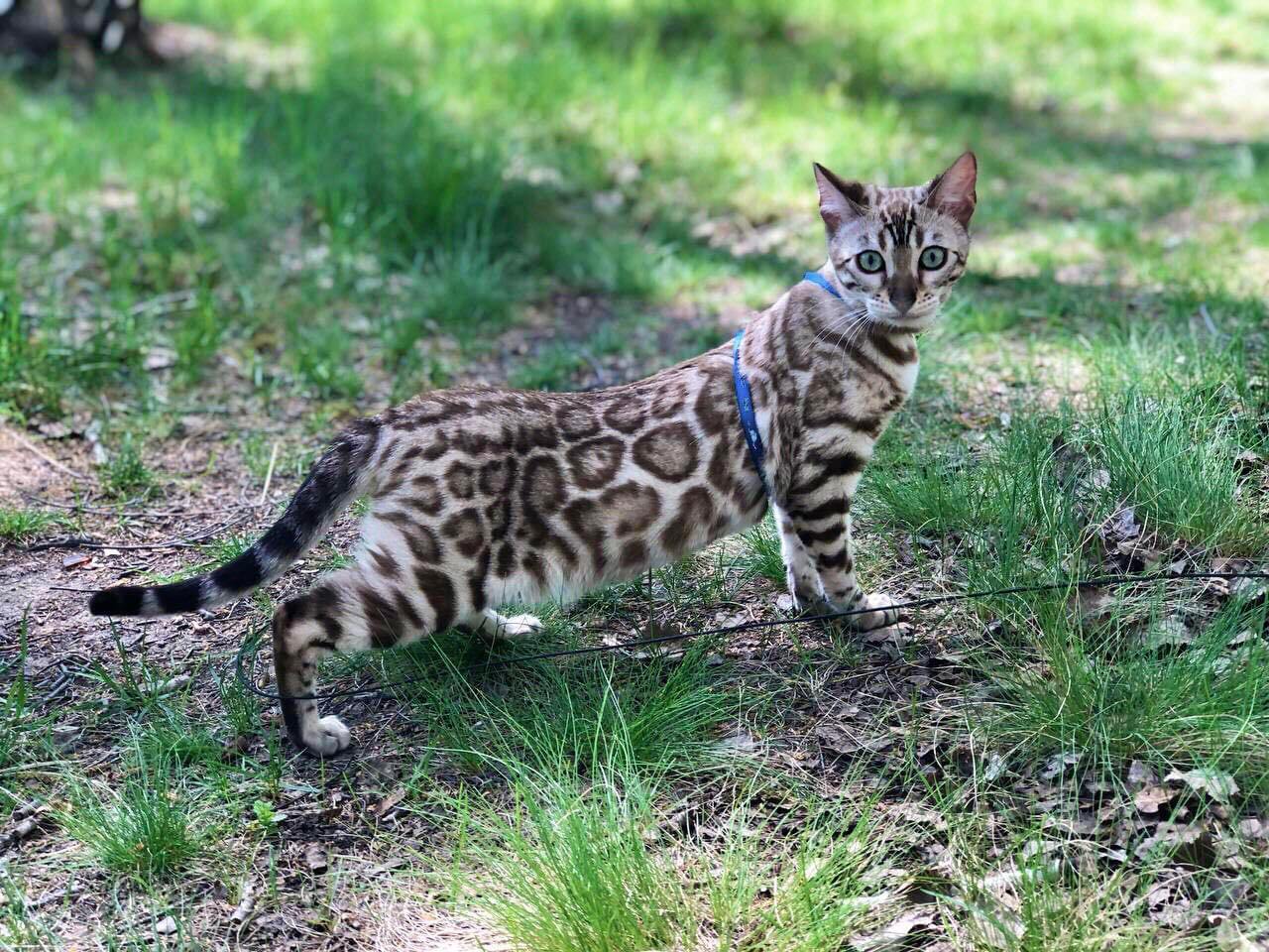 Oasisbengals Daenerys of AGC Concepts