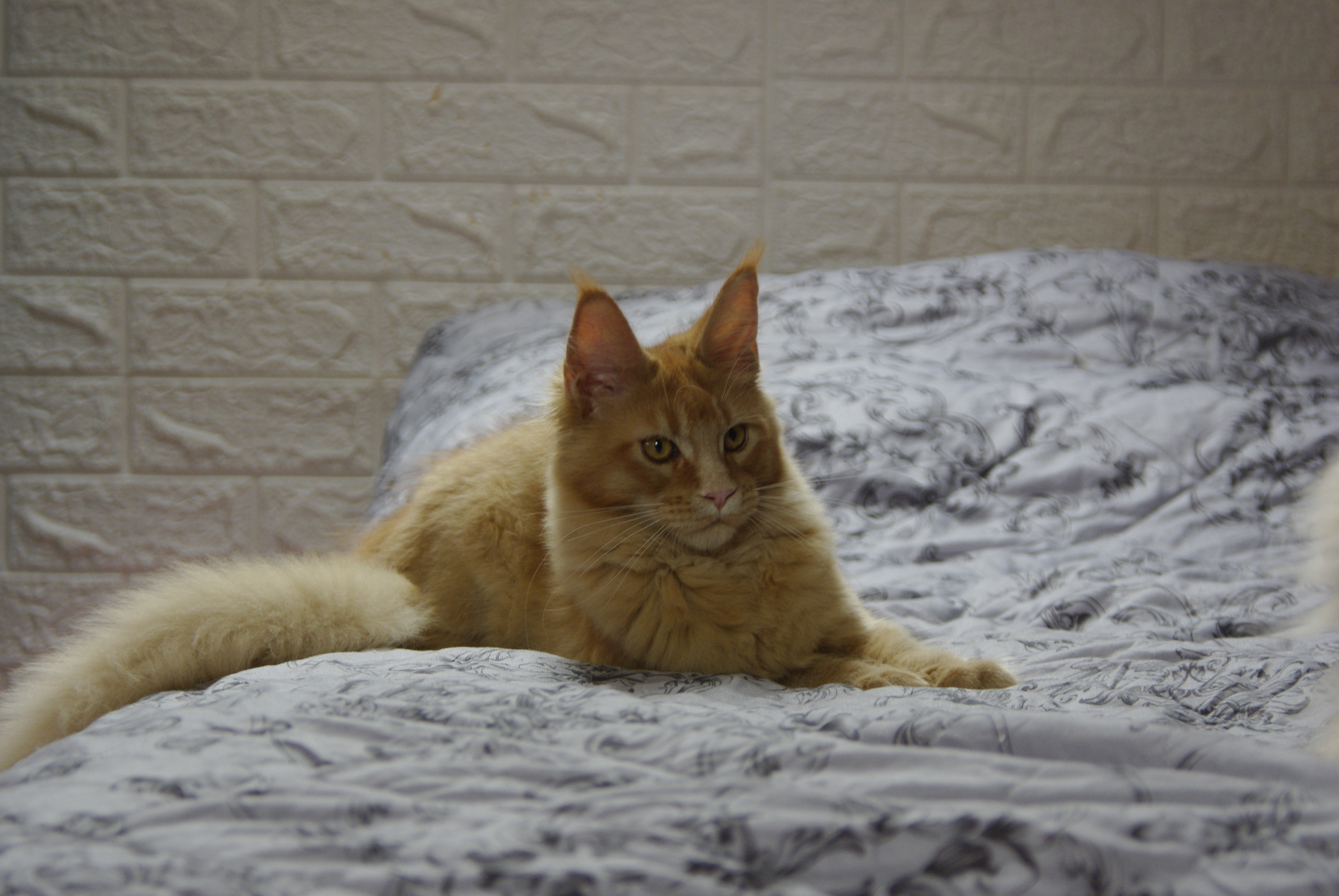 Steve’s Ginger of Erzsébet kincse