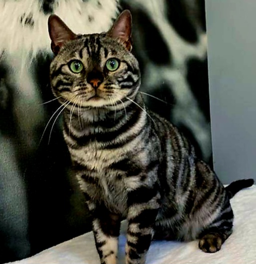 CH. Garradekato Black Flame of AGC Concepts