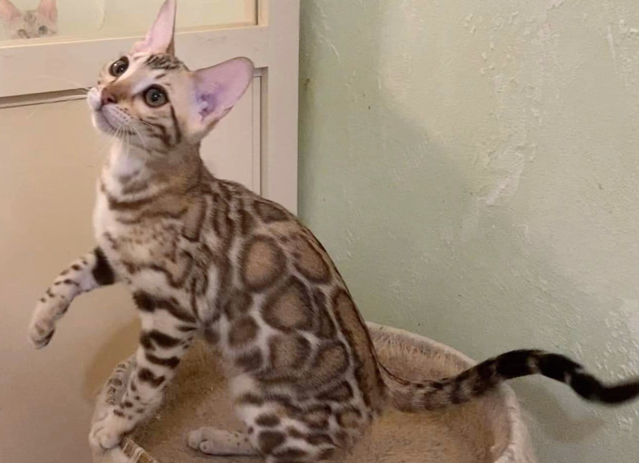 ParadiseApple Agave of AGC Concepts