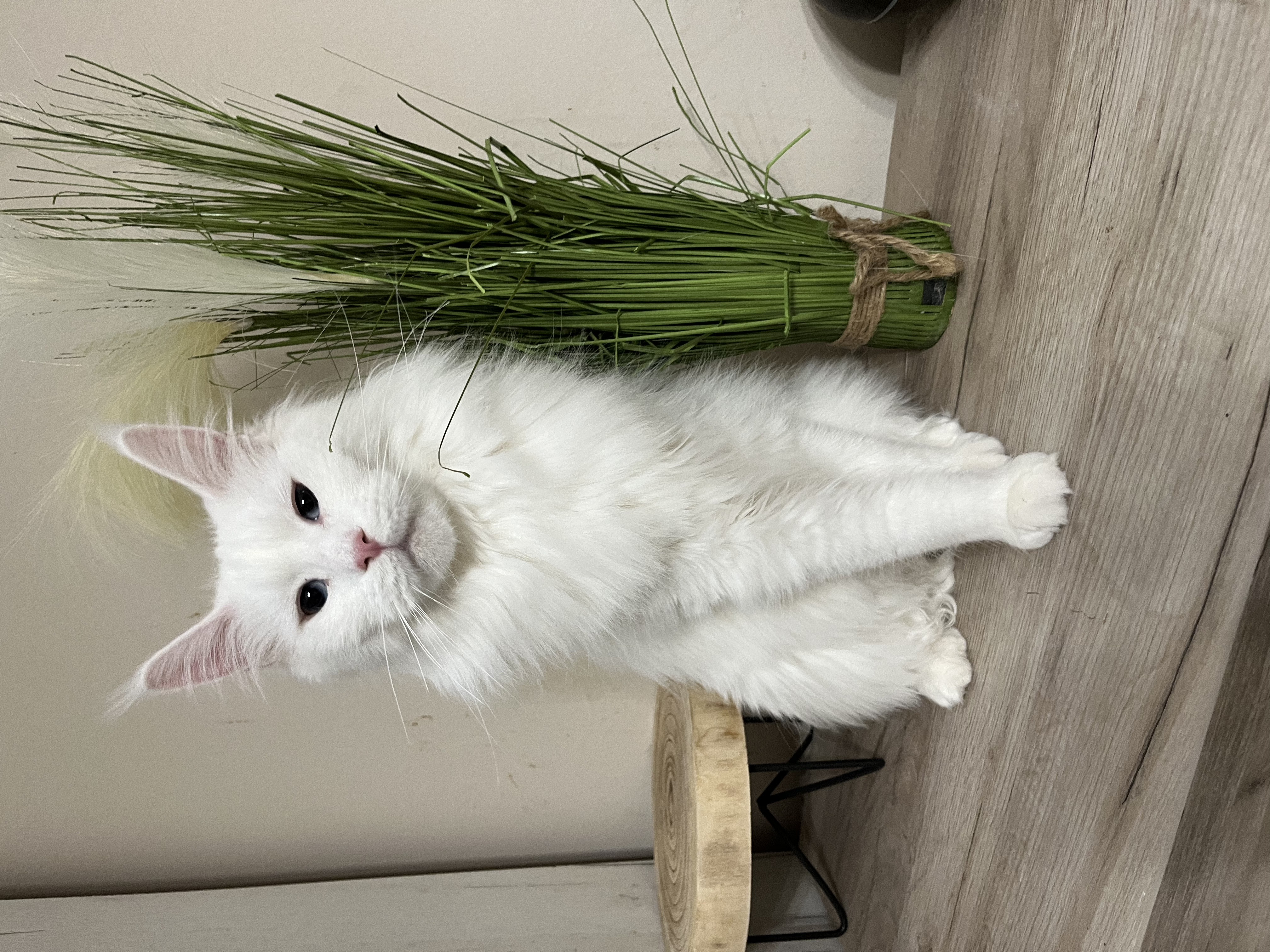 CH. Mycoon Snowwhite