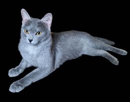 Count Catula's Hophead