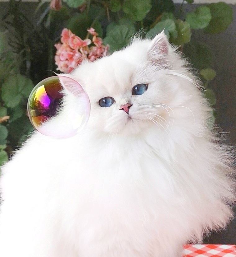 Snow Emerald Happy Kitty Tiffani