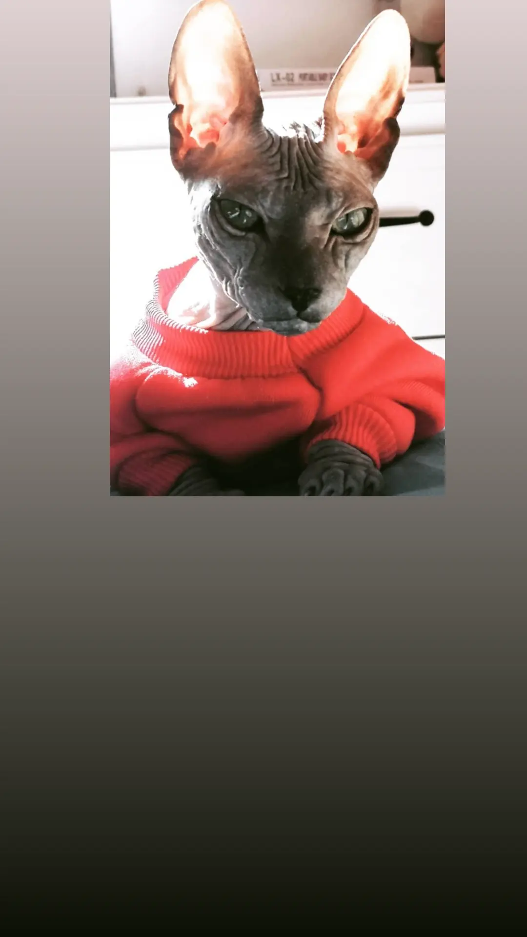 Nefertiti Pearl Cuba