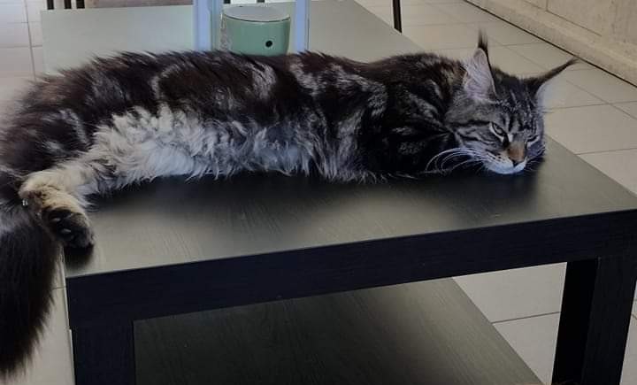 WPR. Tara Mumu Babys