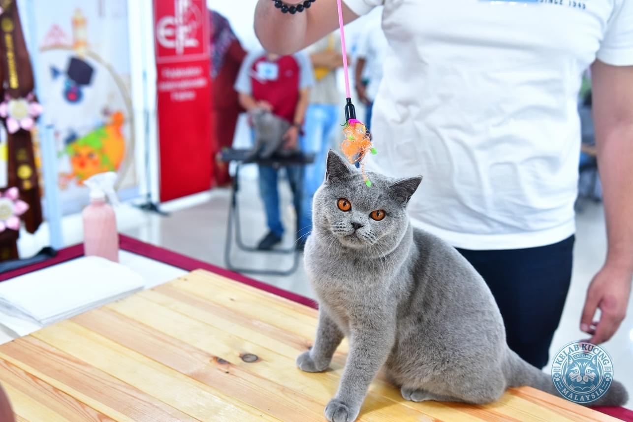 KCH. Anissa Dania Boruto of Uchiha Lisut