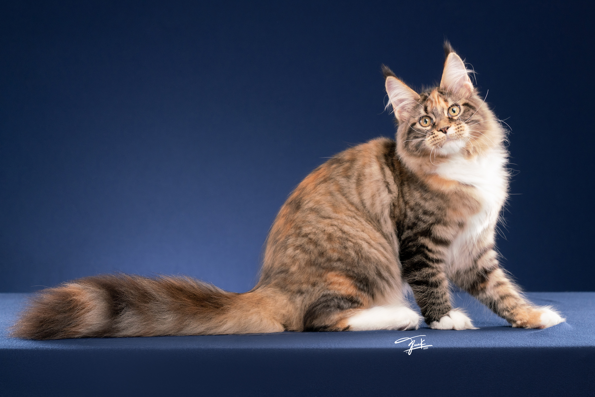 Glorious Ruler*TH Annabel  Bella