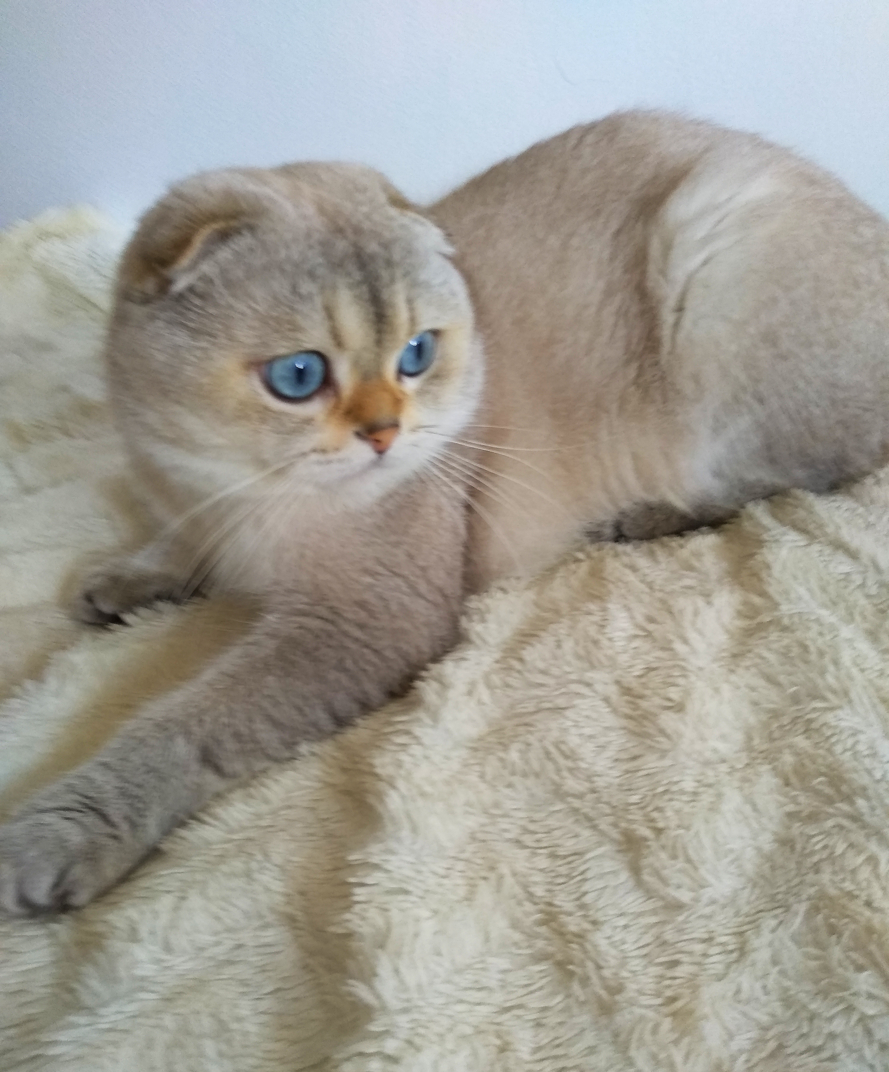 QUARK COLORNO EXTRAVAGANZA