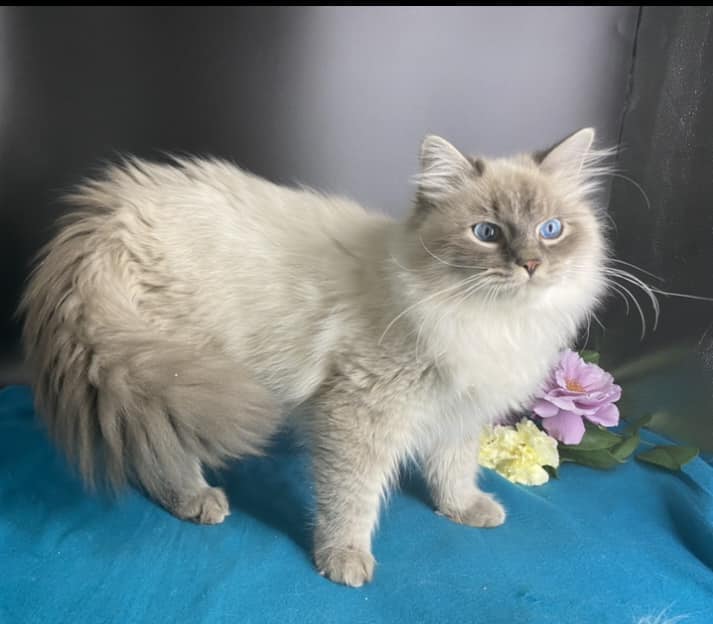 PURRITO WHISKERS CUPID