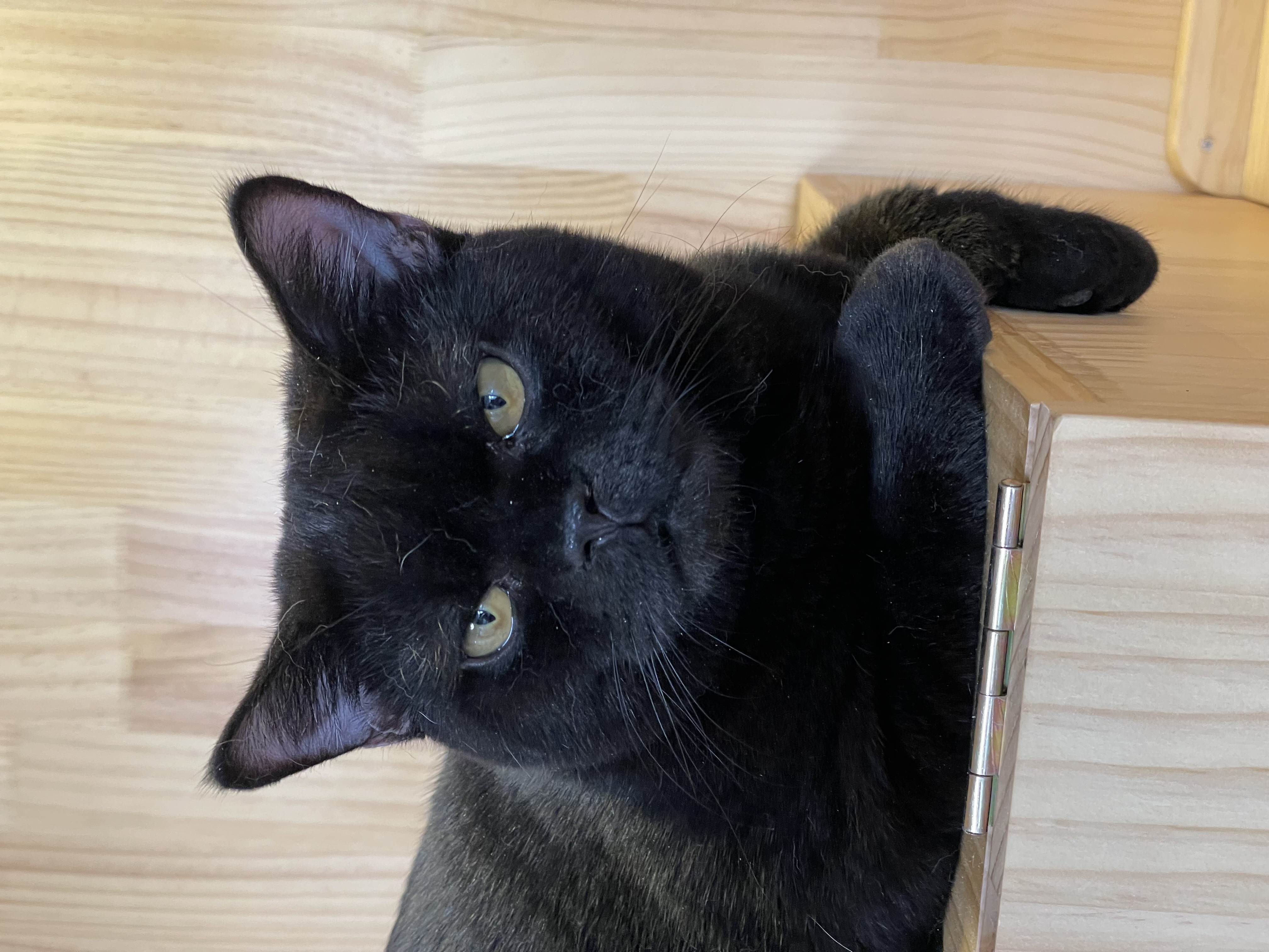 Ce Eiw of Huggy Cuddle