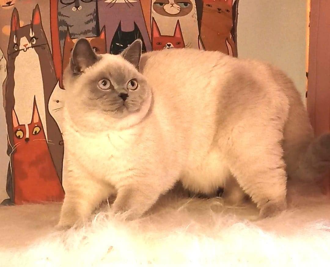 KCH. Amelie Dynasty Asalais