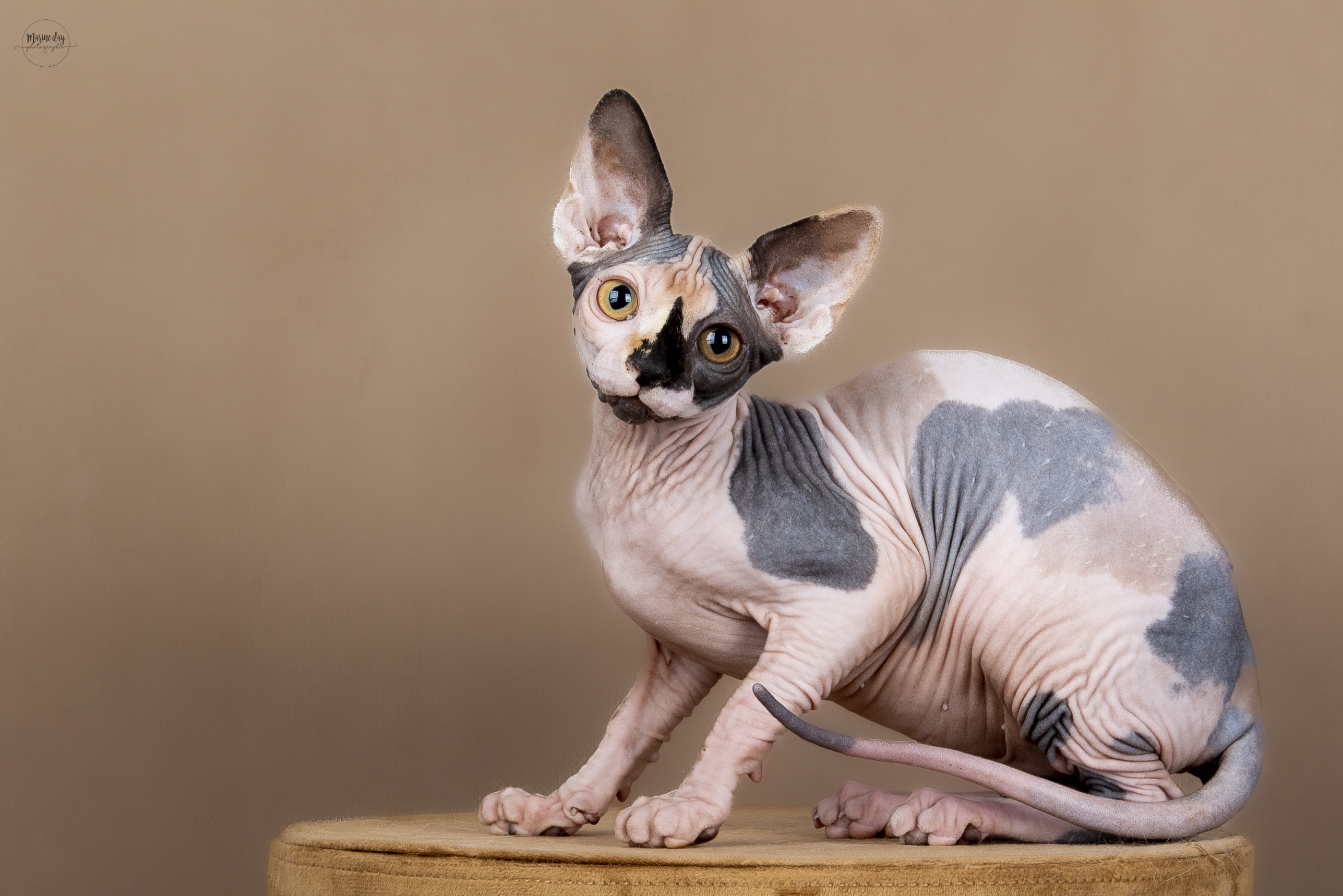 ICH. Unique des Aristosphynx