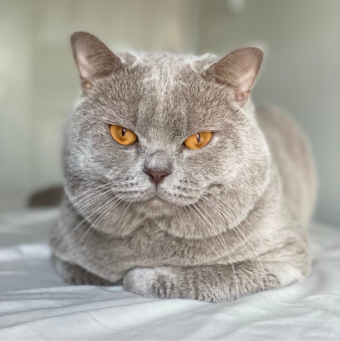 CH. Edgar of Cupid's Castle