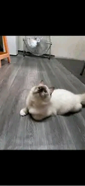 Bunso of JaysonWhiteking