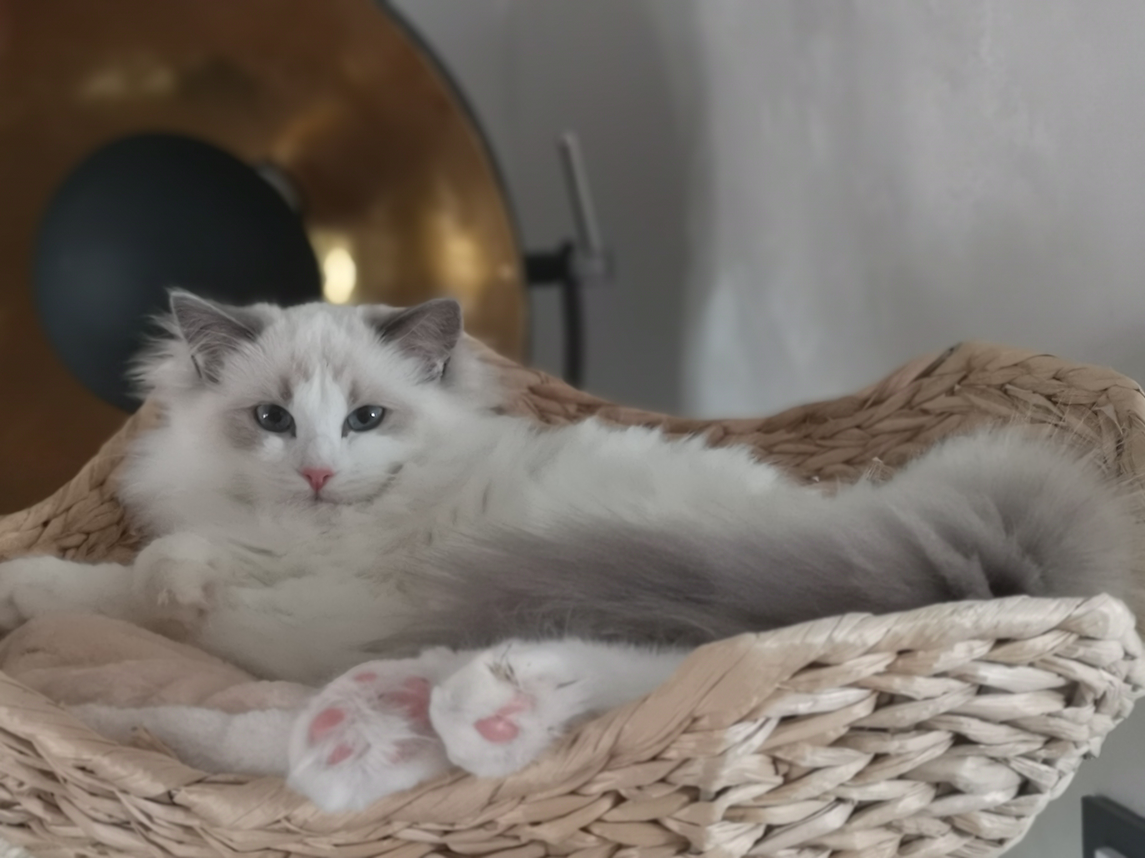 CH. SI*Goldy’s Dream Enya