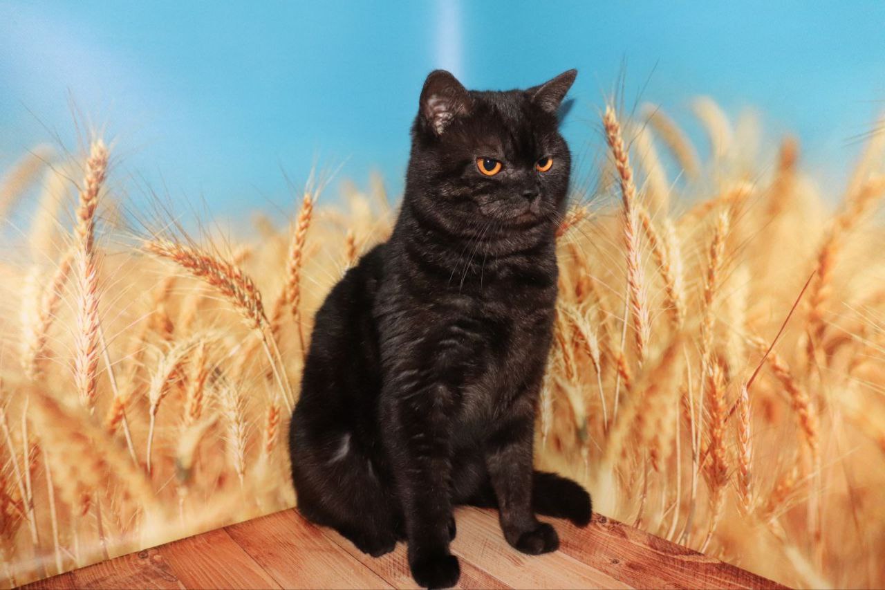 PR. Archibald Moon Sauvignon