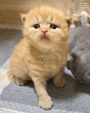 KCH. Angkun of Happy Morning