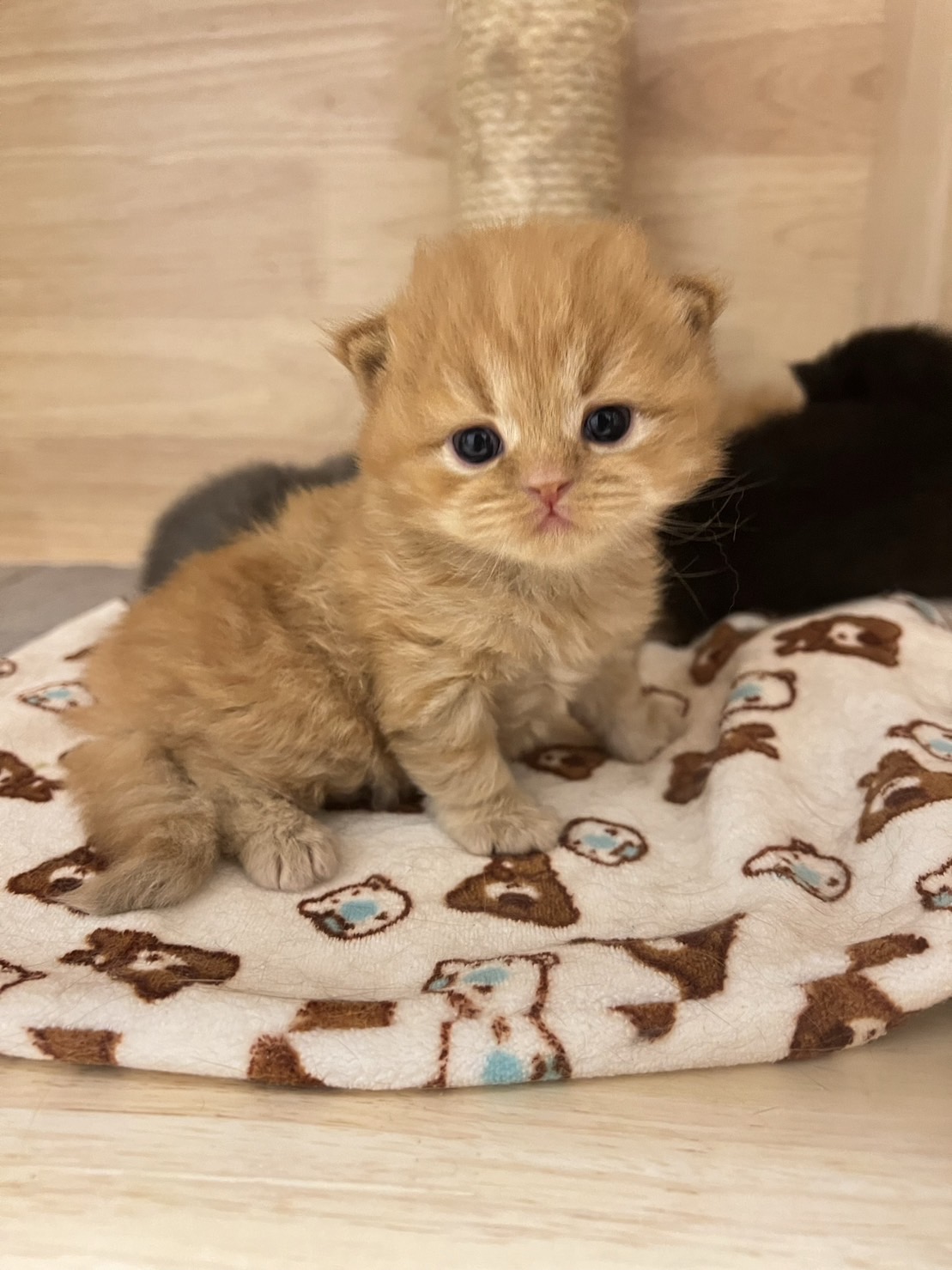 Autumn of Happy Morning