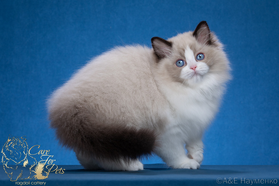 JCH. E'Darling CareForPets*RU