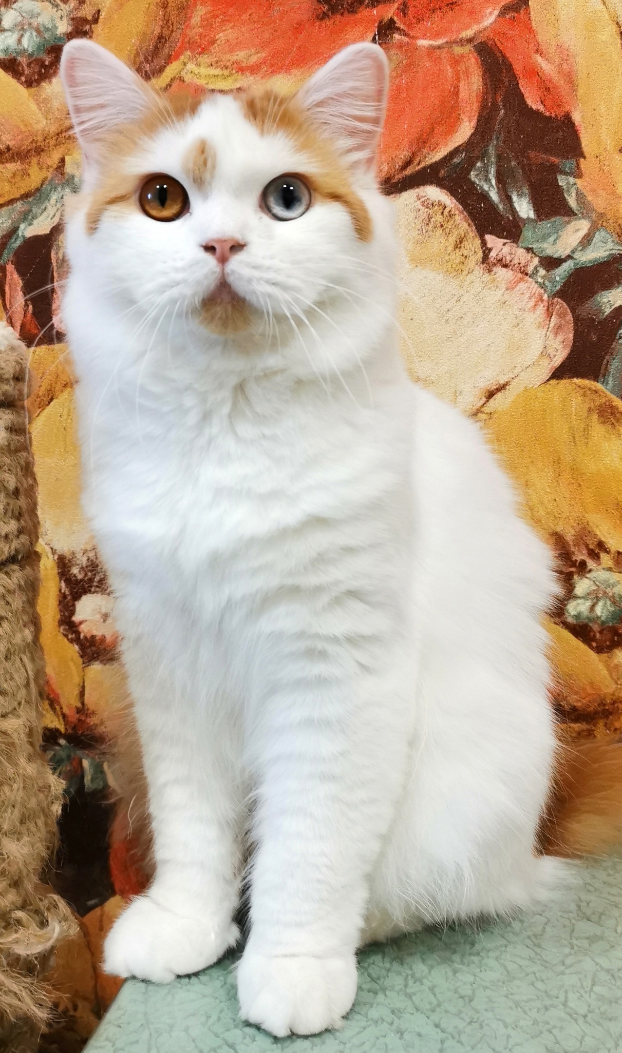 Belissimo Iriz Sibiria