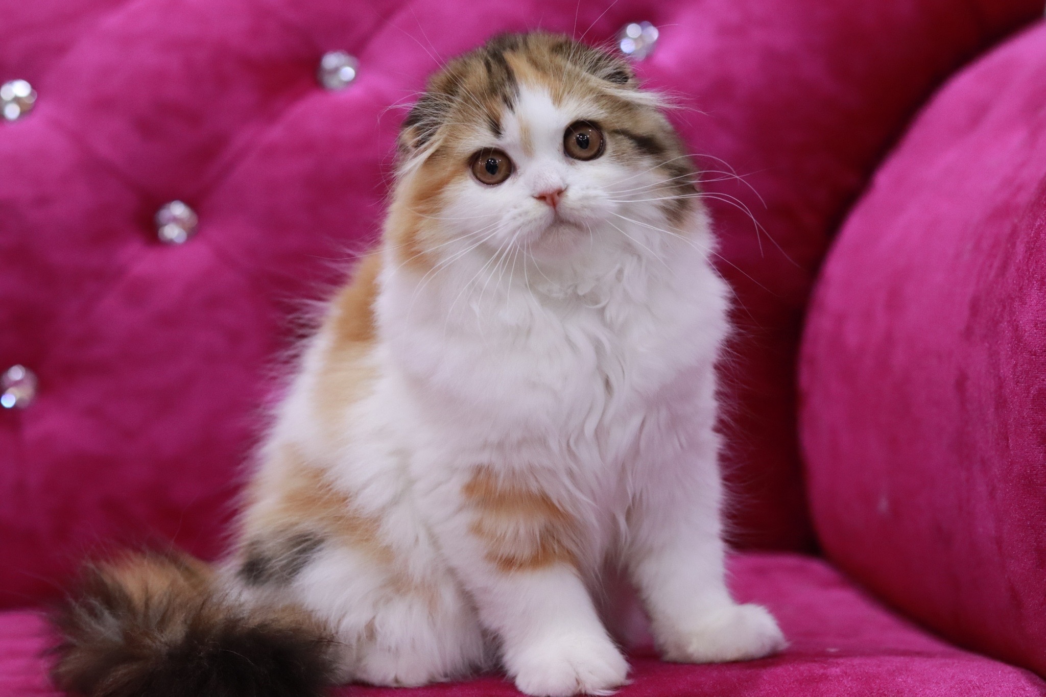 Tapabnam Praya’s Disney