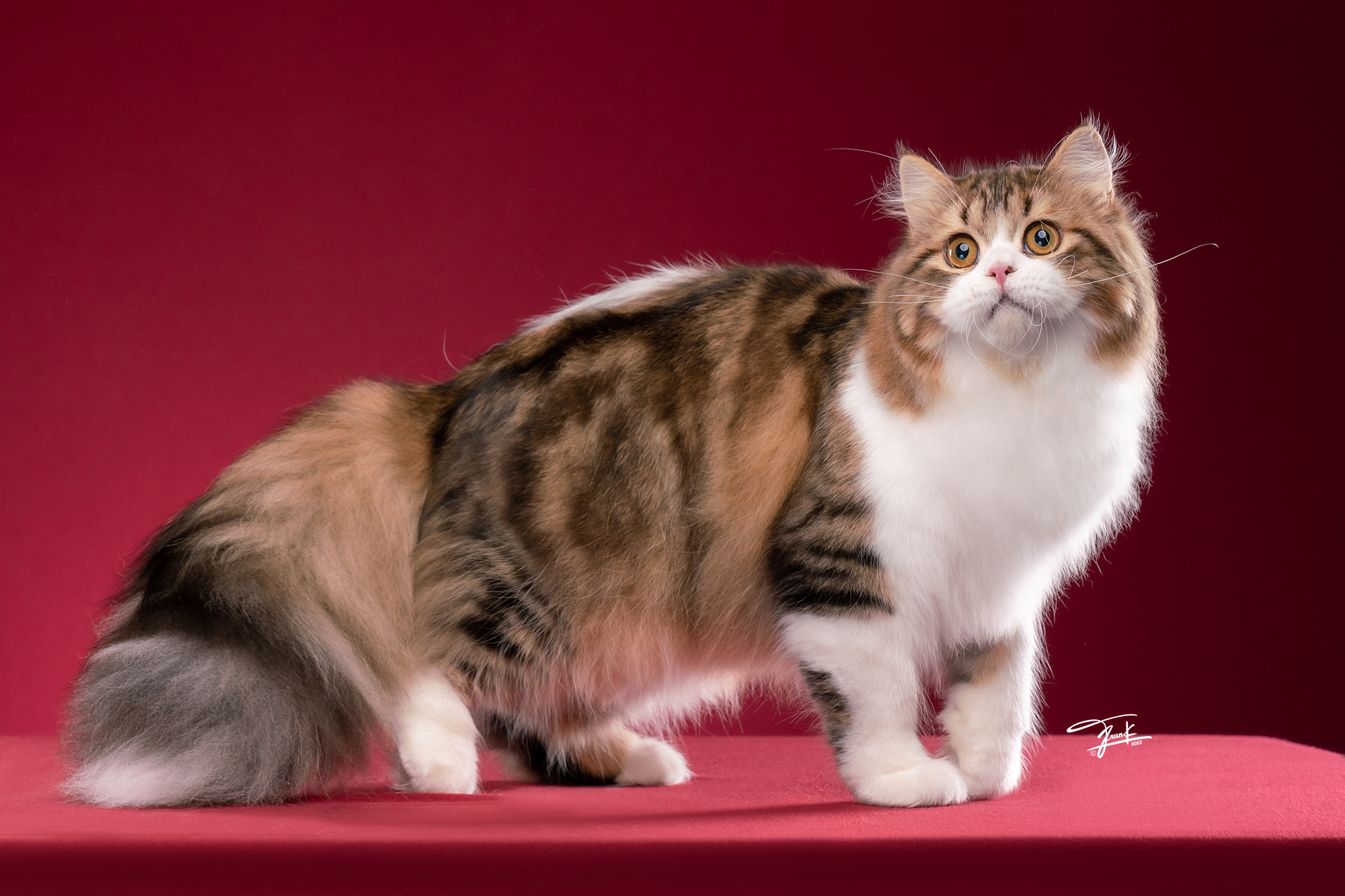 JCH. Tapabnam Praya’s Cebra