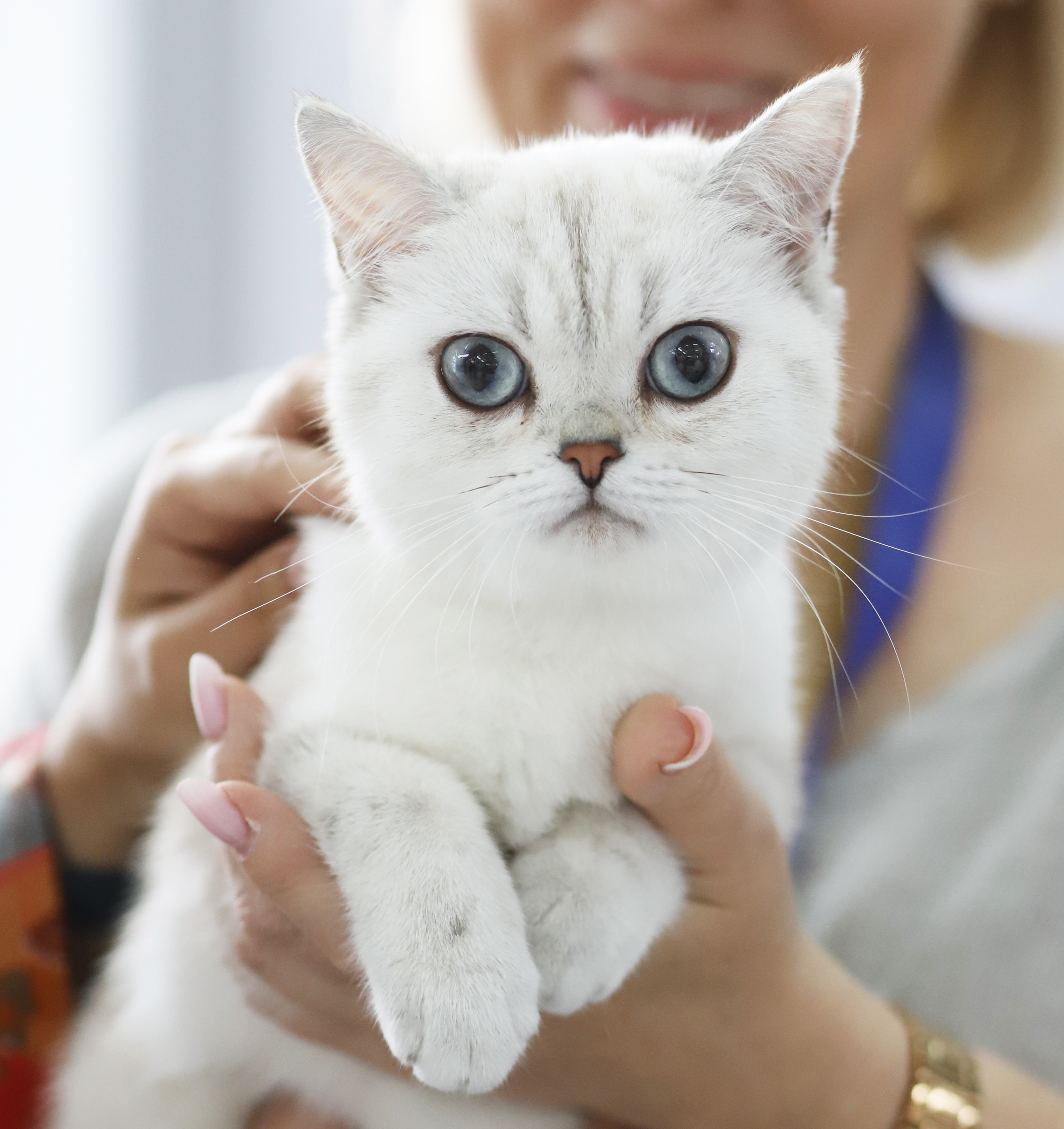 CH. Khaleesi of Sir Lancelot