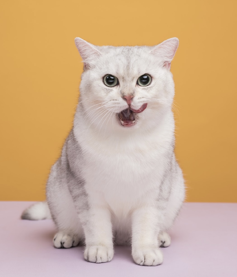 JCH. Fluffy De Luna Greggo of Primadona