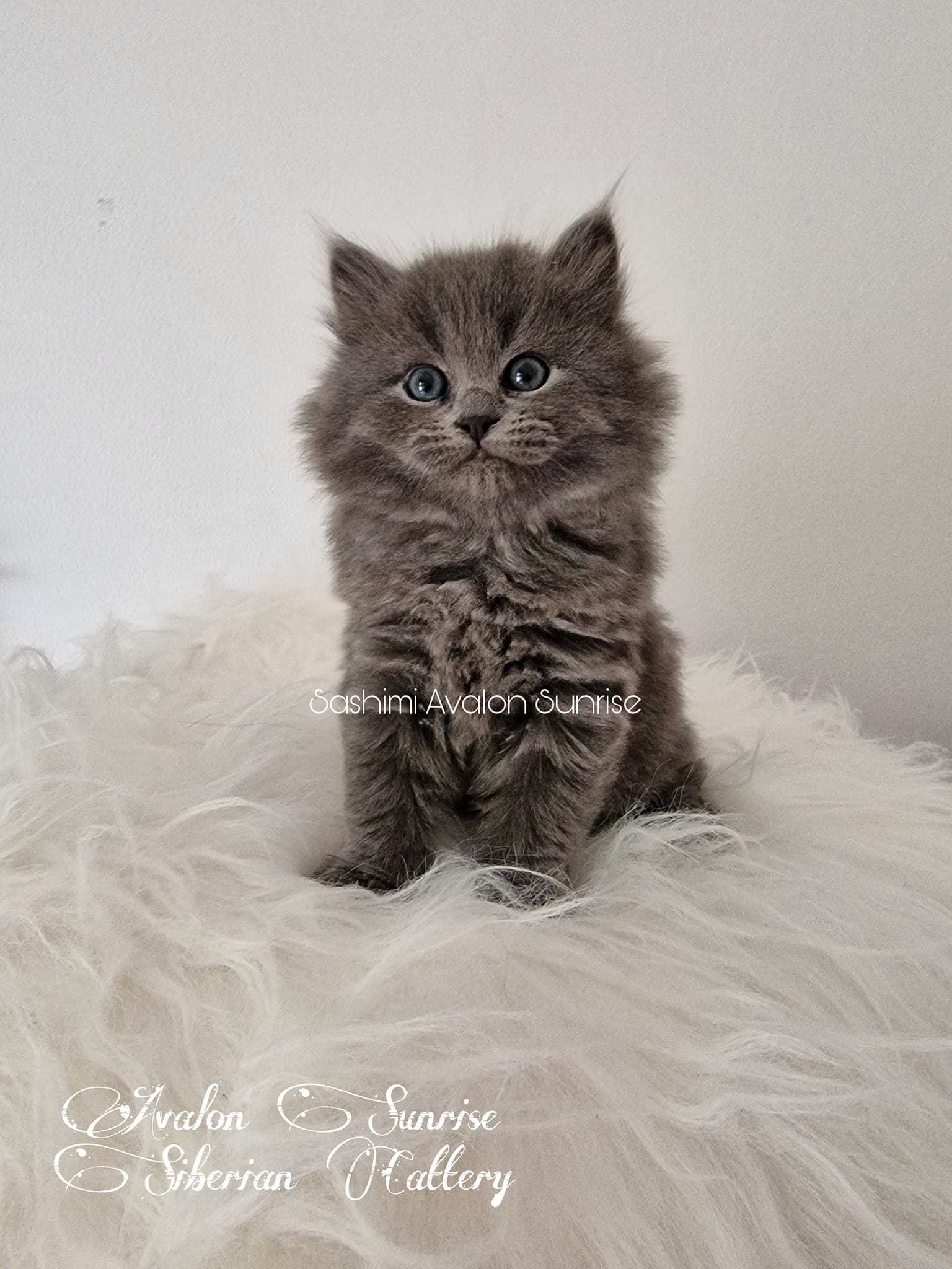 Sashimi Avalon Sunrise