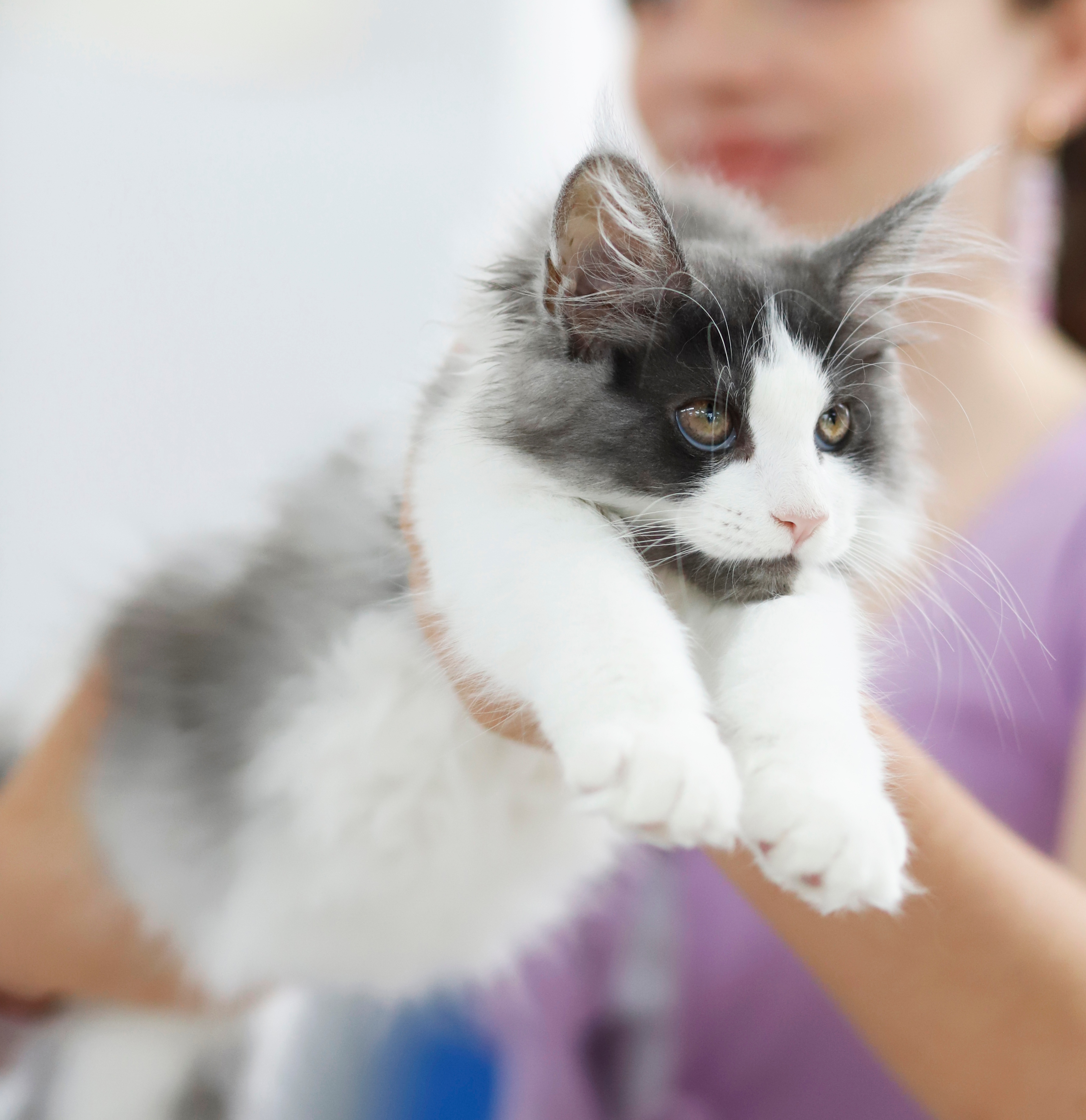 KCH. Cheroessa Hecate's Secret