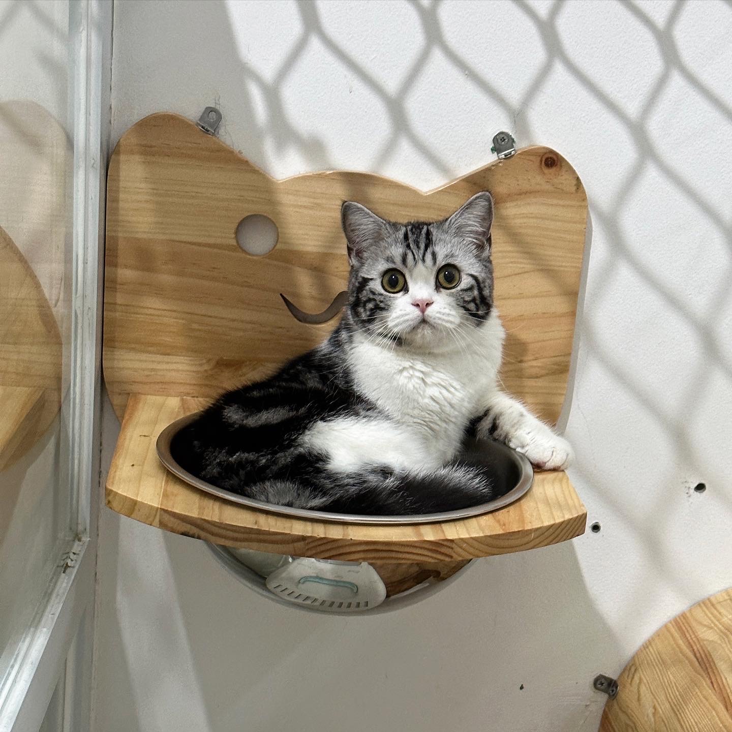 CH.  Hollywings Amoera