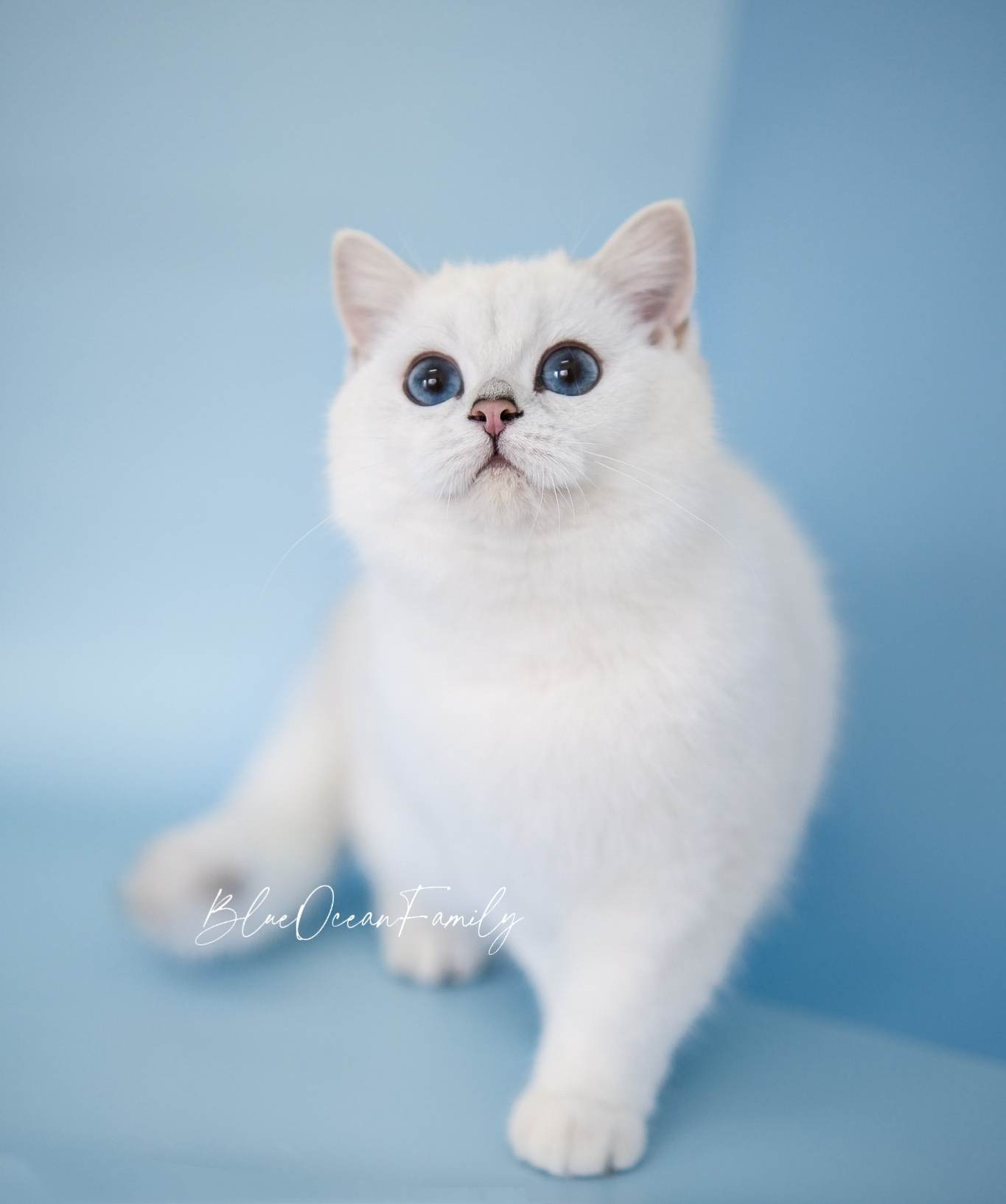 JCH. Baylin BlueOceanFamily