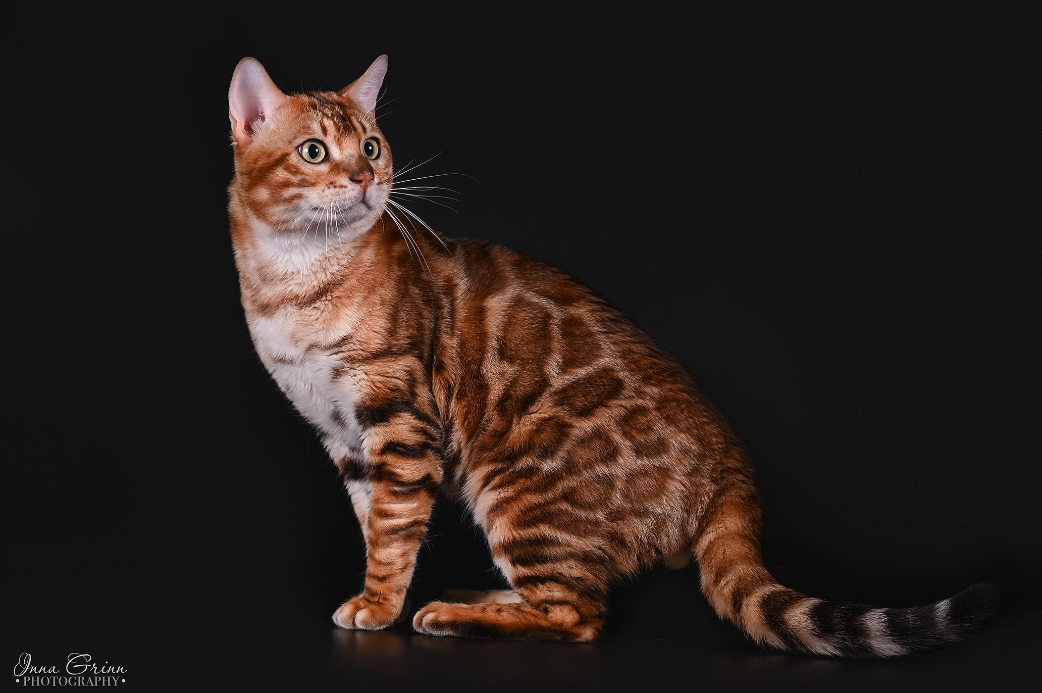 ICH. Chris Le&Ko pere